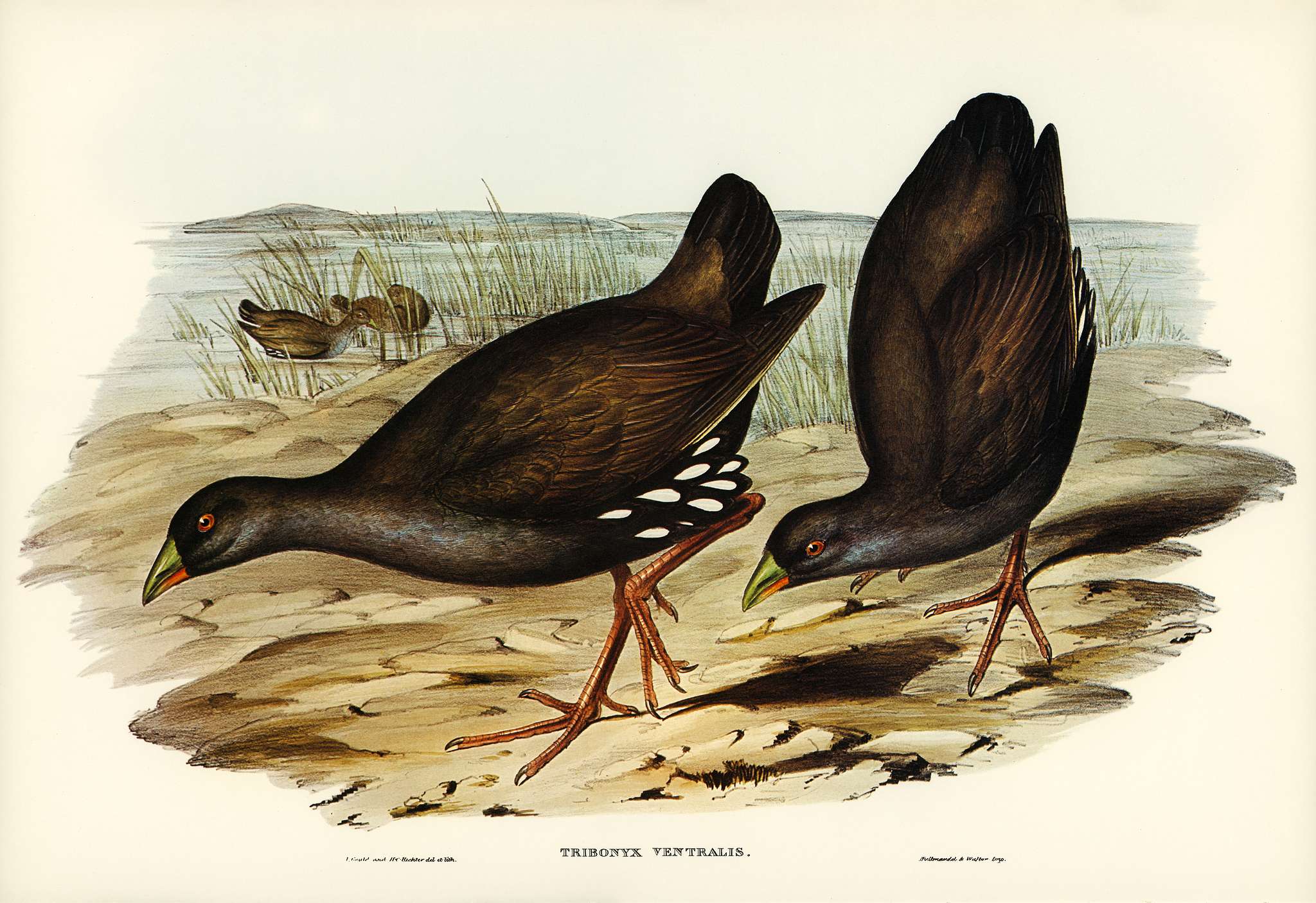 Black-tailed Tribonyx (Tribonyx ventralis) illustrated by Elizabeth Gould (1804–1841) for John Gould’s (1804-... Black-tailed Tribonyx (Tribonyx ventralis) illustrated by Elizabeth Gould (1804–1841) for John Gould’s (1804-...