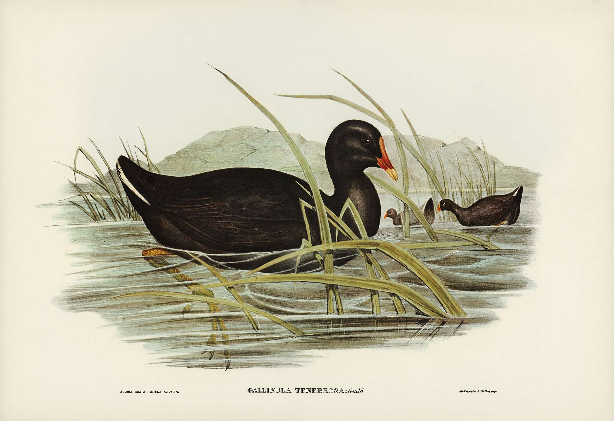 Dusky Moorhen (Gallinula tenebrosa) illustrated by Elizabeth Gould (1804–1841) for John Gould’s (1804-1881)... Dusky Moorhen (Gallinula tenebrosa) illustrated by Elizabeth Gould (1804–1841) for John Gould’s (1804-1881)...