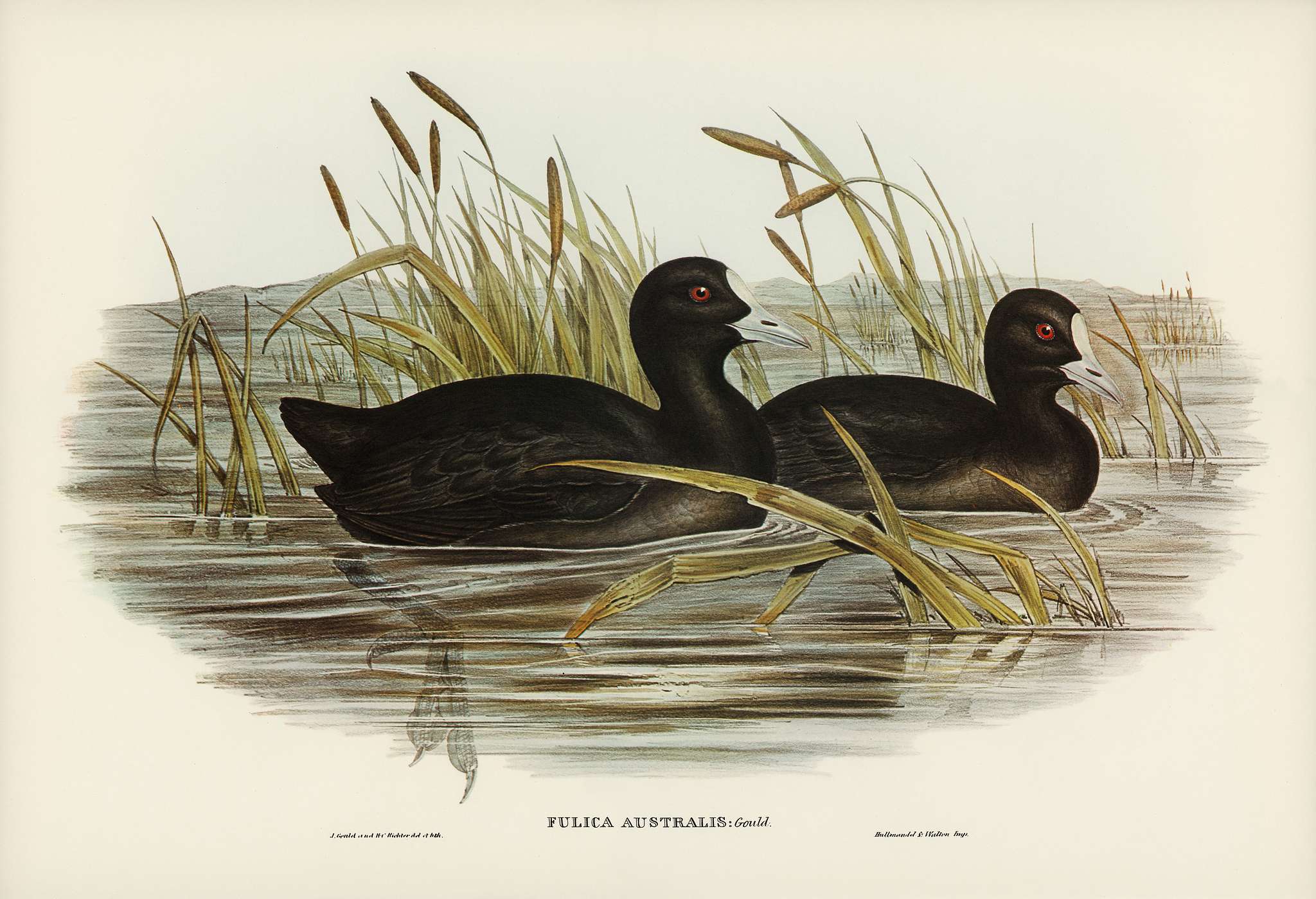 Australian Coot (Fulica Australis) illustrated by Elizabeth Gould (1804–1841) for John Gould’s (1804-1881) Birds... Australian Coot (Fulica Australis) illustrated by Elizabeth Gould (1804–1841) for John Gould’s (1804-1881) Birds...