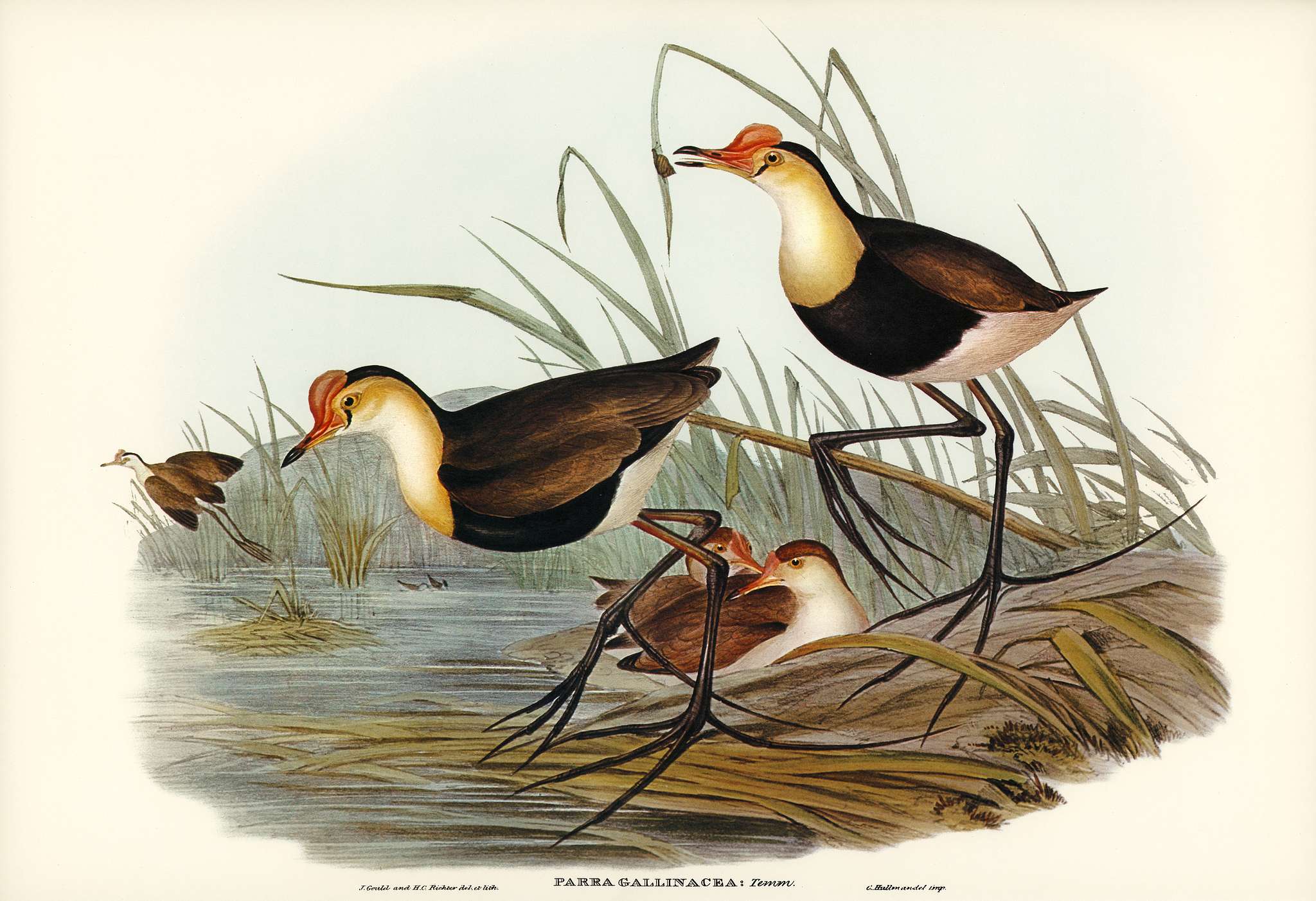 Gallinaceous Parra (Parra gallinacea) illustrated by Elizabeth Gould (1804–1841) for John Gould’s (1804-1881)... Gallinaceous Parra (Parra gallinacea) illustrated by Elizabeth Gould (1804–1841) for John Gould’s (1804-1881)...
