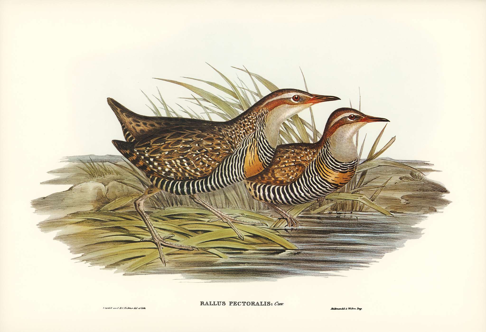 Pectoral Rail (Rallus pectoralis) illustrated by Elizabeth Gould (1804–1841) for John Gould’s (1804-1881) Birds... Pectoral Rail (Rallus pectoralis) illustrated by Elizabeth Gould (1804–1841) for John Gould’s (1804-1881) Birds...
