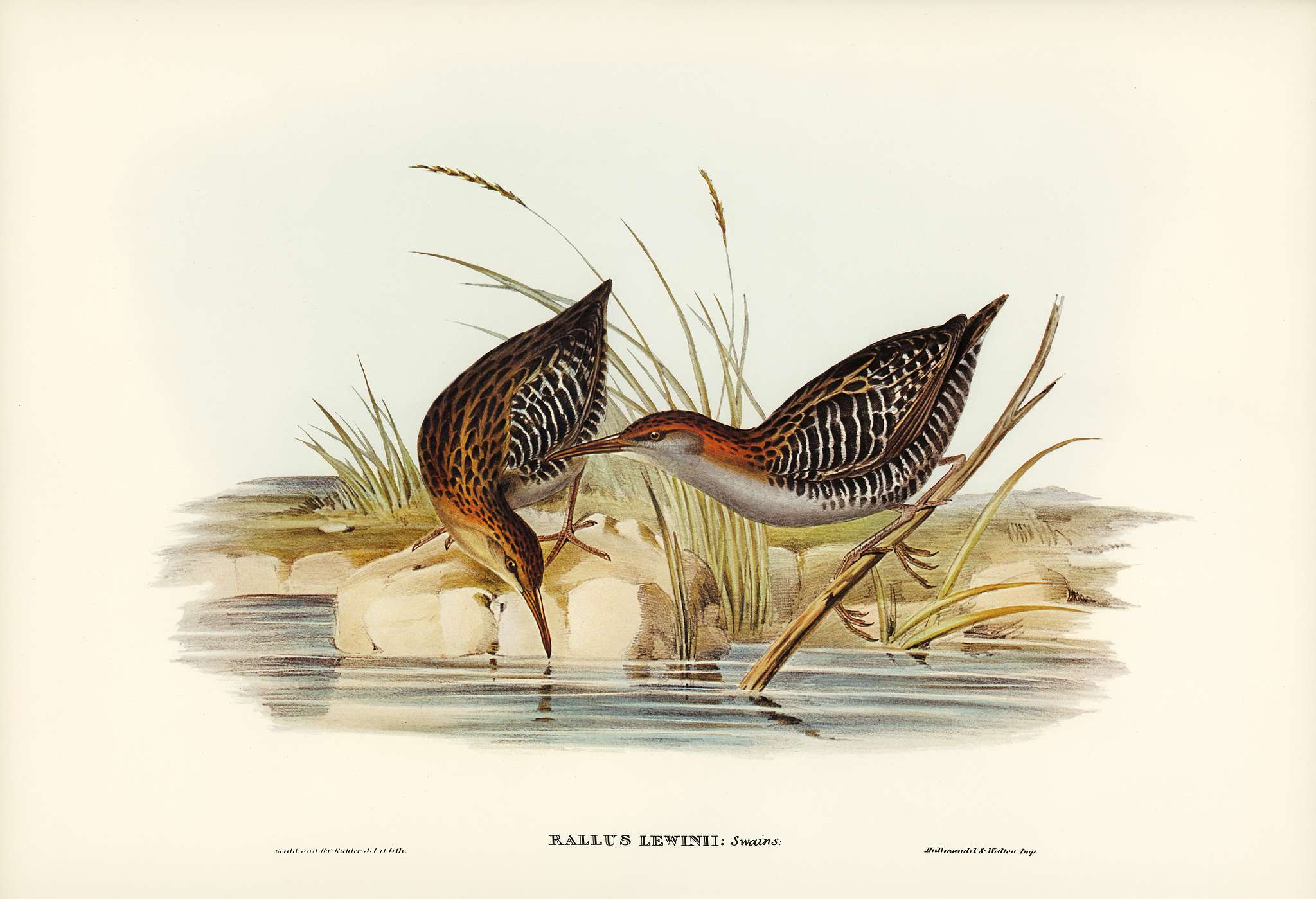 Lewin's Water Rail (Rallus Lewinii) illustrated by Elizabeth Gould (1804–1841) for John Gould’s (1804-1881)... Lewin's Water Rail (Rallus Lewinii) illustrated by Elizabeth Gould (1804–1841) for John Gould’s (1804-1881)...