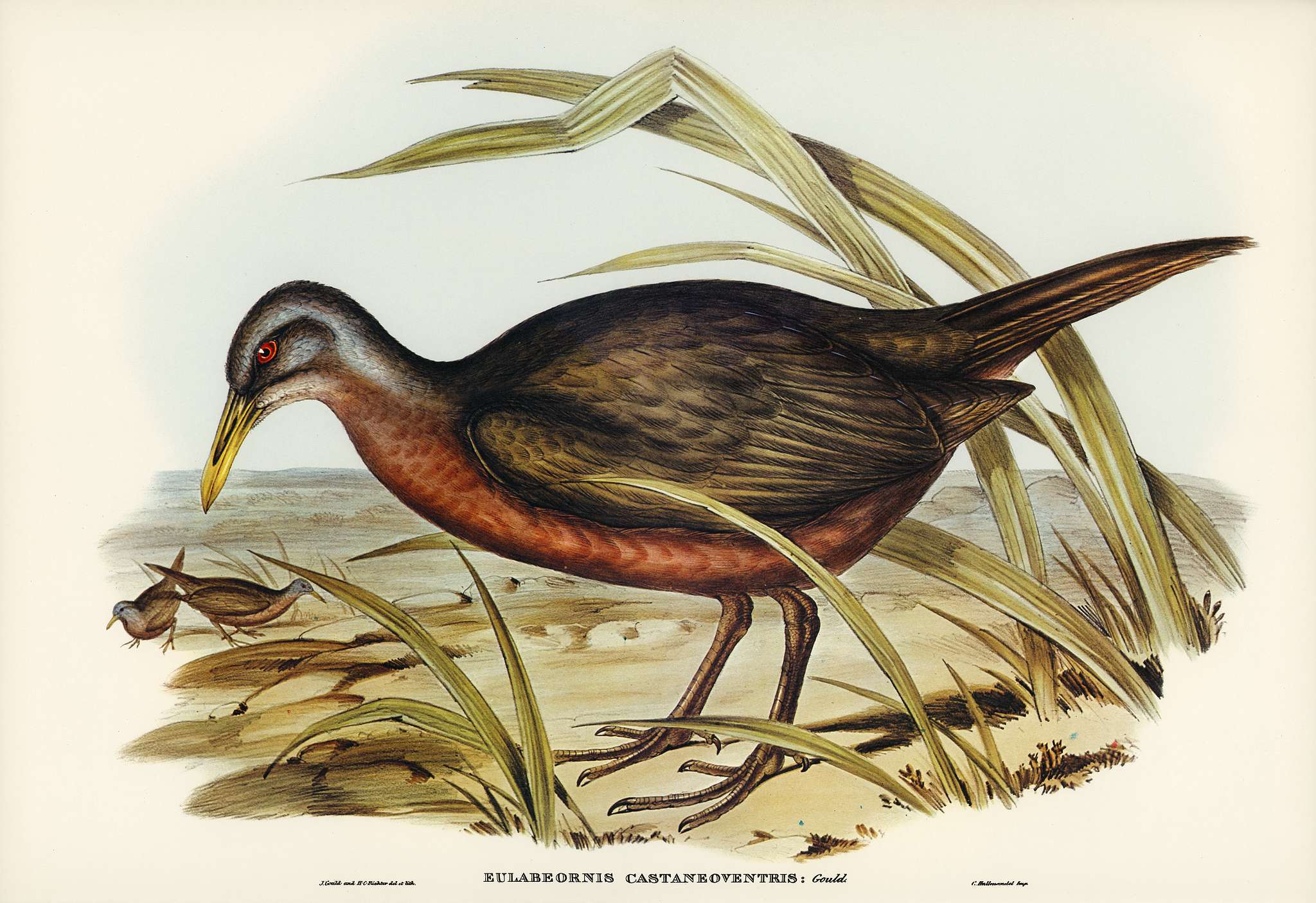 Chestnut-bellied Rail (Eulabeornis castaneoventris) illustrated by Elizabeth Gould (1804–1841) for John Gould’s... Chestnut-bellied Rail (Eulabeornis castaneoventris) illustrated by Elizabeth Gould (1804–1841) for John Gould’s...