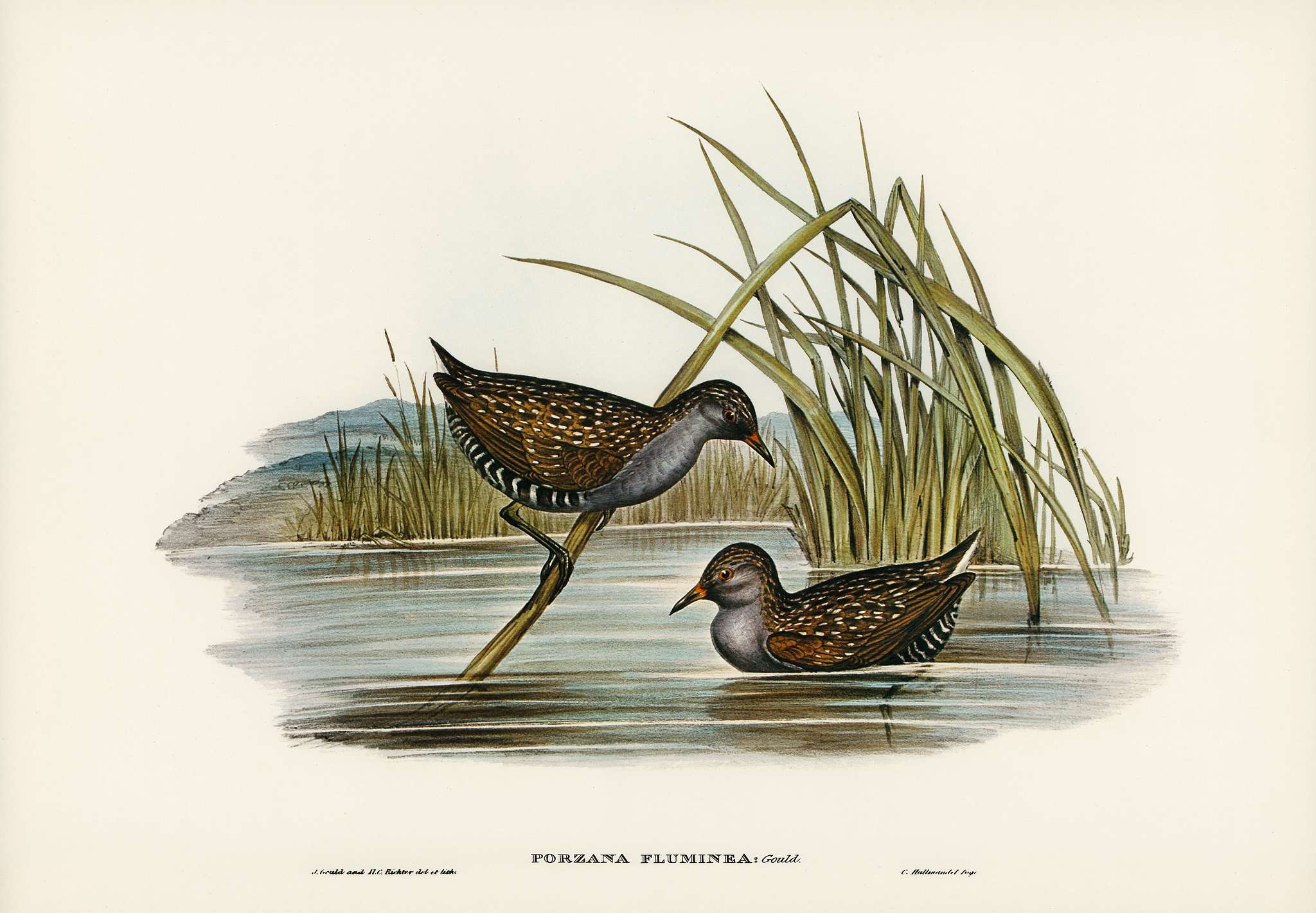 Spotted Water Crake (Porzana fluminea) illustrated by Elizabeth Gould (1804–1841) for John Gould’s (1804-1881)... Spotted Water Crake (Porzana fluminea) illustrated by Elizabeth Gould (1804–1841) for John Gould’s (1804-1881)...