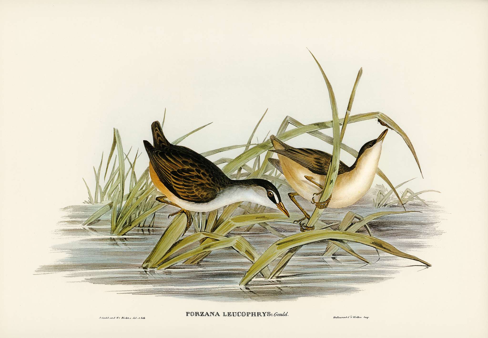 White-eyebrowed Water Crake (Porzana leucophrys) illustrated by Elizabeth Gould (1804–1841) for John Gould’s (... White-eyebrowed Water Crake (Porzana leucophrys) illustrated by Elizabeth Gould (1804–1841) for John Gould’s (...