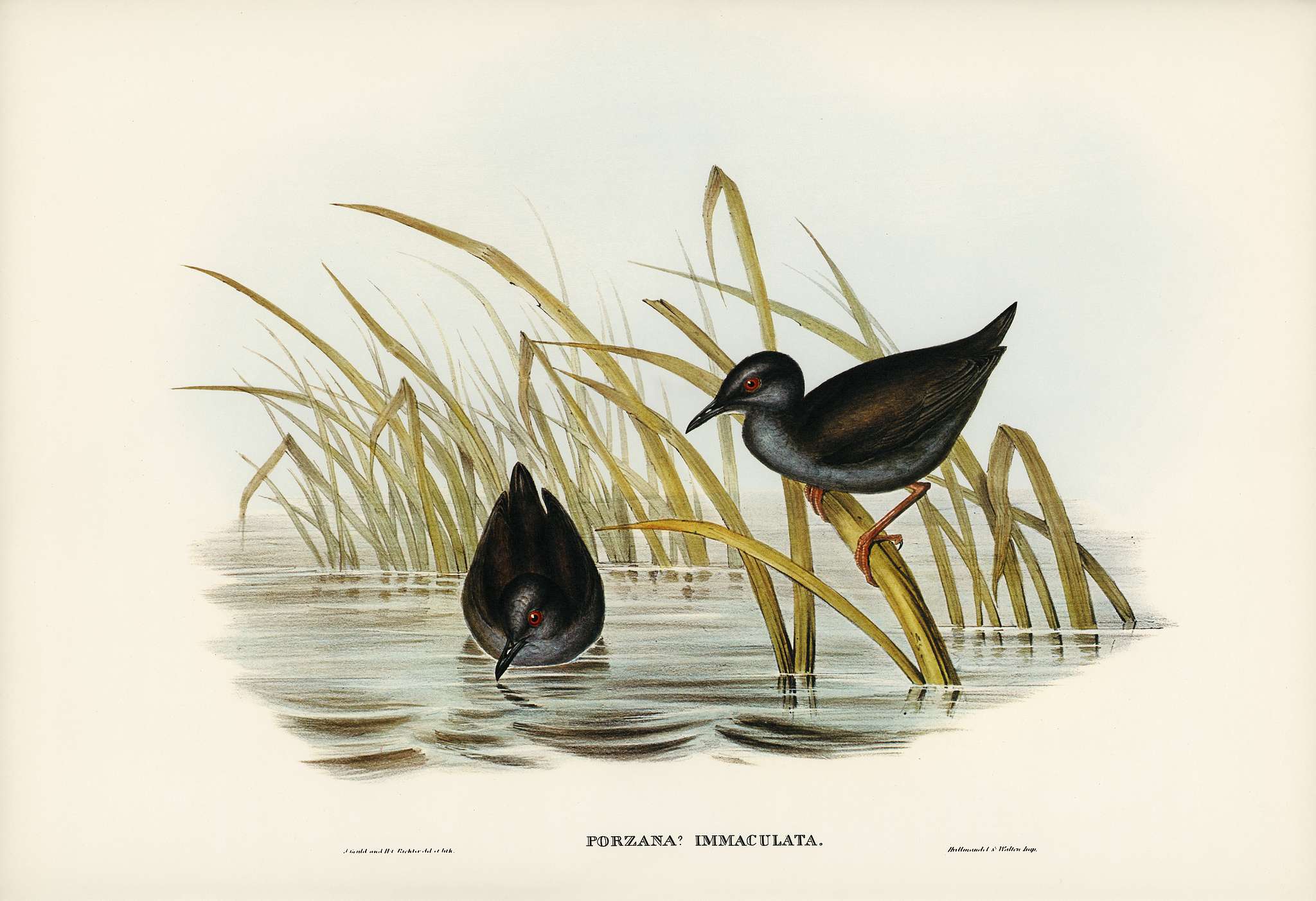 Spotless Gallinule (Porzana immaculata) illustrated by Elizabeth Gould (1804–1841) for John Gould’s (1804-1881)... Spotless Gallinule (Porzana immaculata) illustrated by Elizabeth Gould (1804–1841) for John Gould’s (1804-1881)...