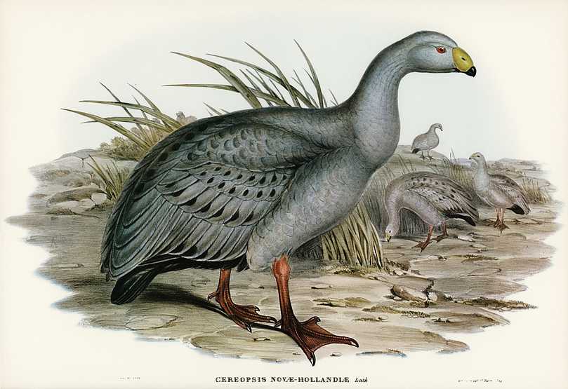 Cereopsis Goose (Cereopsis Novae-Hollandiae) illustrated by Elizabeth Gould (1804–1841) for John Gould’s (1804-1881) Birds of Australia (1972 Edition, 8 volumes). Digitally enhanced from our own facsimile book (1972 Edition, 8 volumes). Cereopsis Goose (Cereopsis Novae-Hollandiae) illustrated by Elizabeth Gould (1804–1841) for John Gould’s (1804…