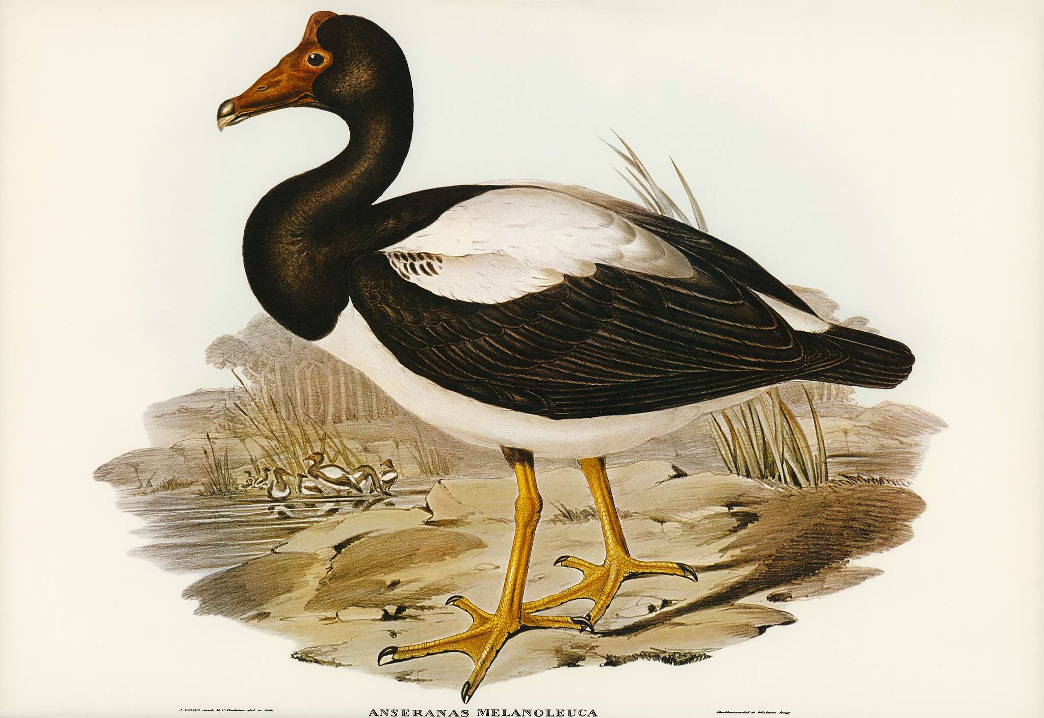 Semipalmated Goose (Anseranas melanoleuca) illustrated by Elizabeth Gould (1804–1841) for John Gould’s (1804-... Semipalmated Goose (Anseranas melanoleuca) illustrated by Elizabeth Gould (1804–1841) for John Gould’s (1804-...