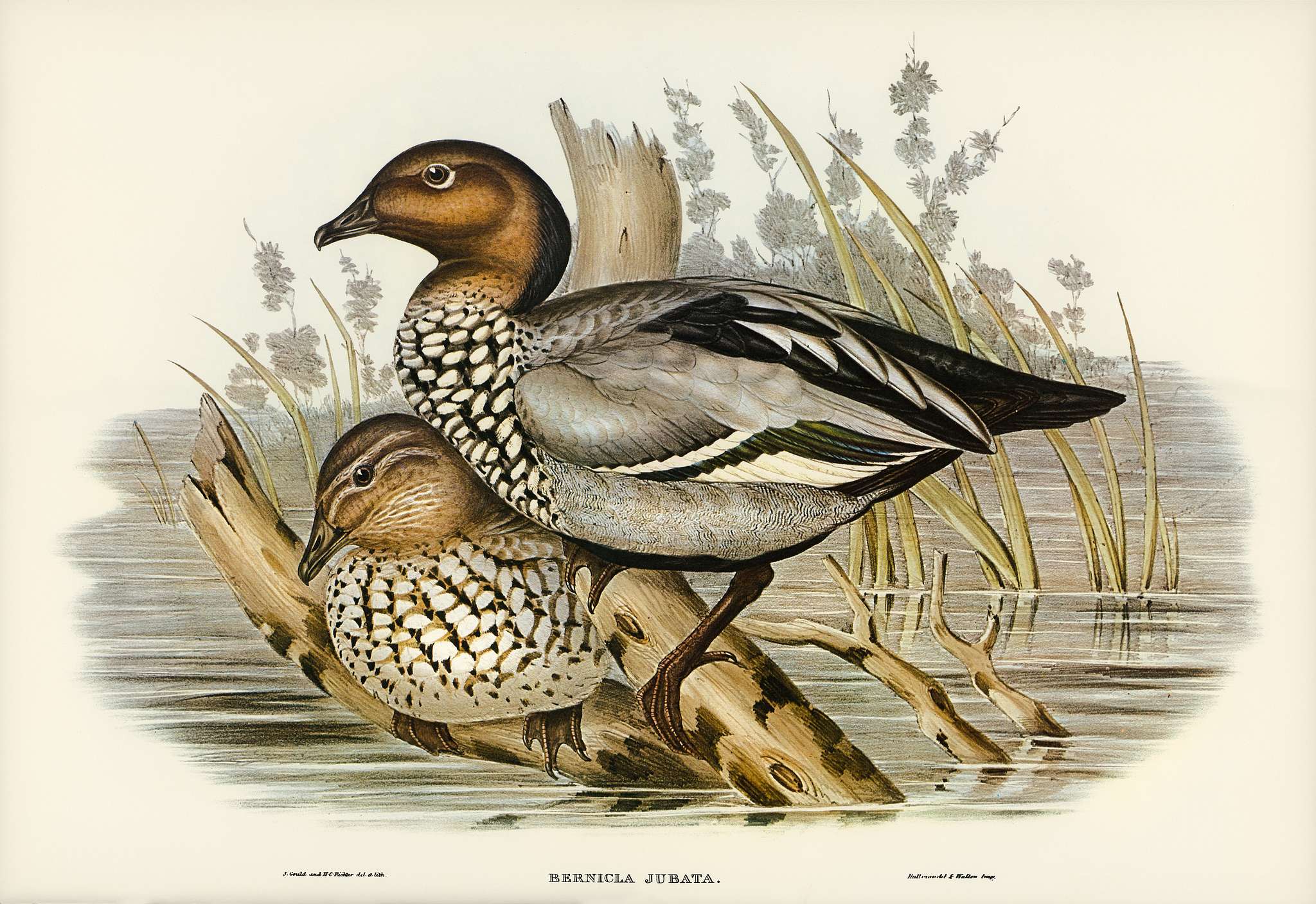 Maned Goose (Bernicla jubata) illustrated by Elizabeth Gould (1804–1841) for John Gould’s (1804-1881) Birds of... Maned Goose (Bernicla jubata) illustrated by Elizabeth Gould (1804–1841) for John Gould’s (1804-1881) Birds of...