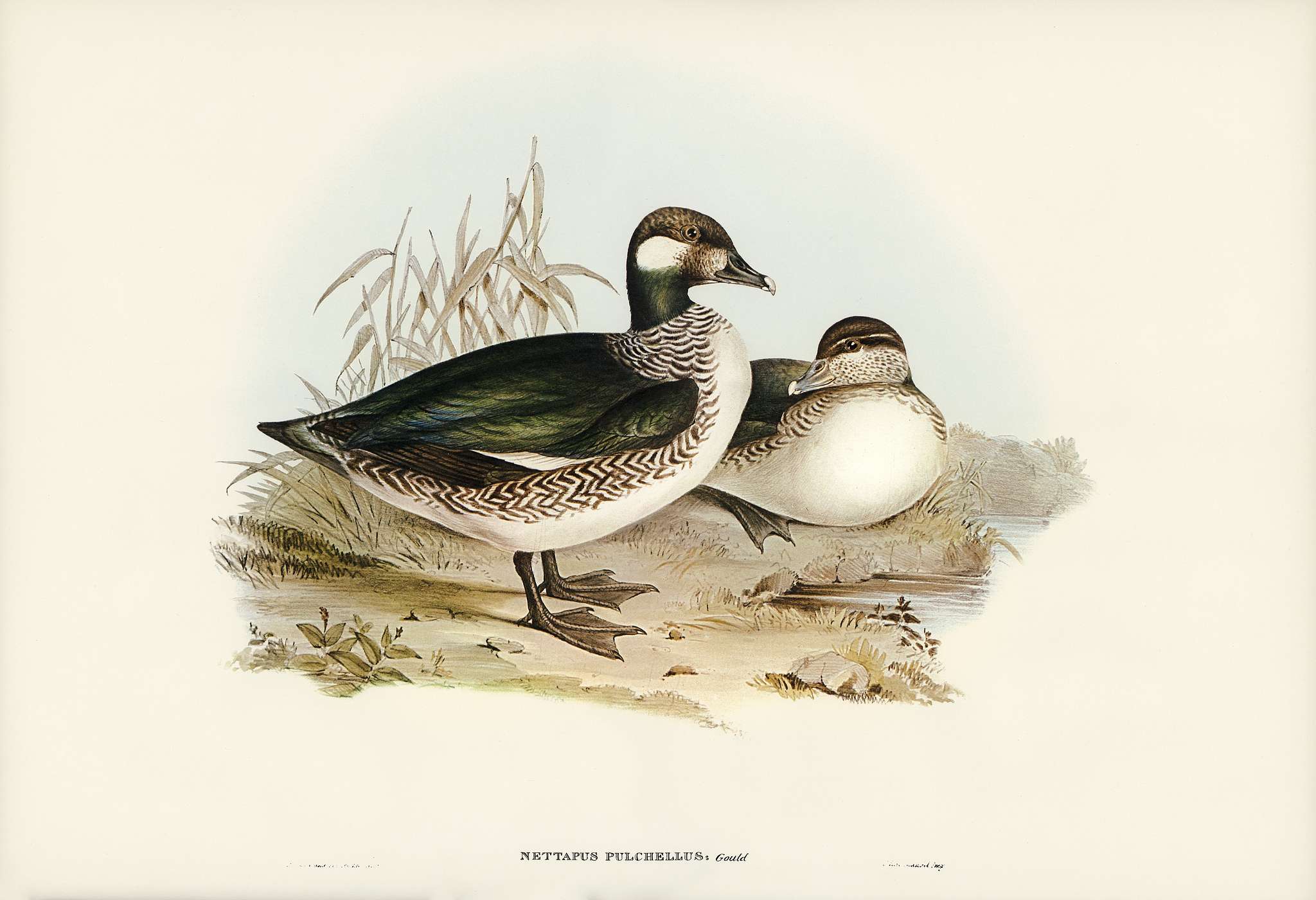 Beautiful Pygmy Goose (Nettapus pulchellus) illustrated by Elizabeth Gould (1804–1841) for John Gould’s (1804-... Beautiful Pygmy Goose (Nettapus pulchellus) illustrated by Elizabeth Gould (1804–1841) for John Gould’s (1804-...