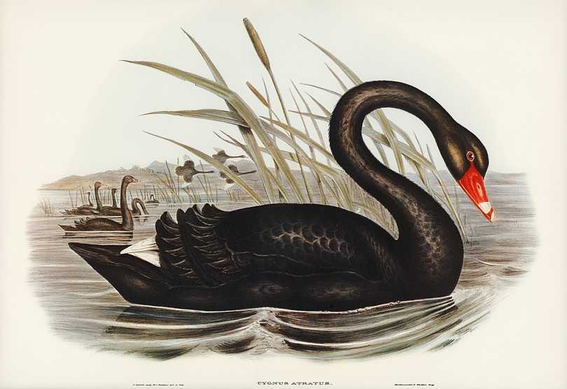 Black Swan (Cygnus atratus) illustrated by Elizabeth Gould (1804–1841) for John Gould’s (1804-1881) Birds of Australia (1972 Edition, 8 volumes). Digitally enhanced from our own facsimile book (1972 Edition, 8 volumes). Black Swan (Cygnus atratus) illustrated by Elizabeth Gould (1804–1841) for John Gould’s (1804-1881) Birds of…