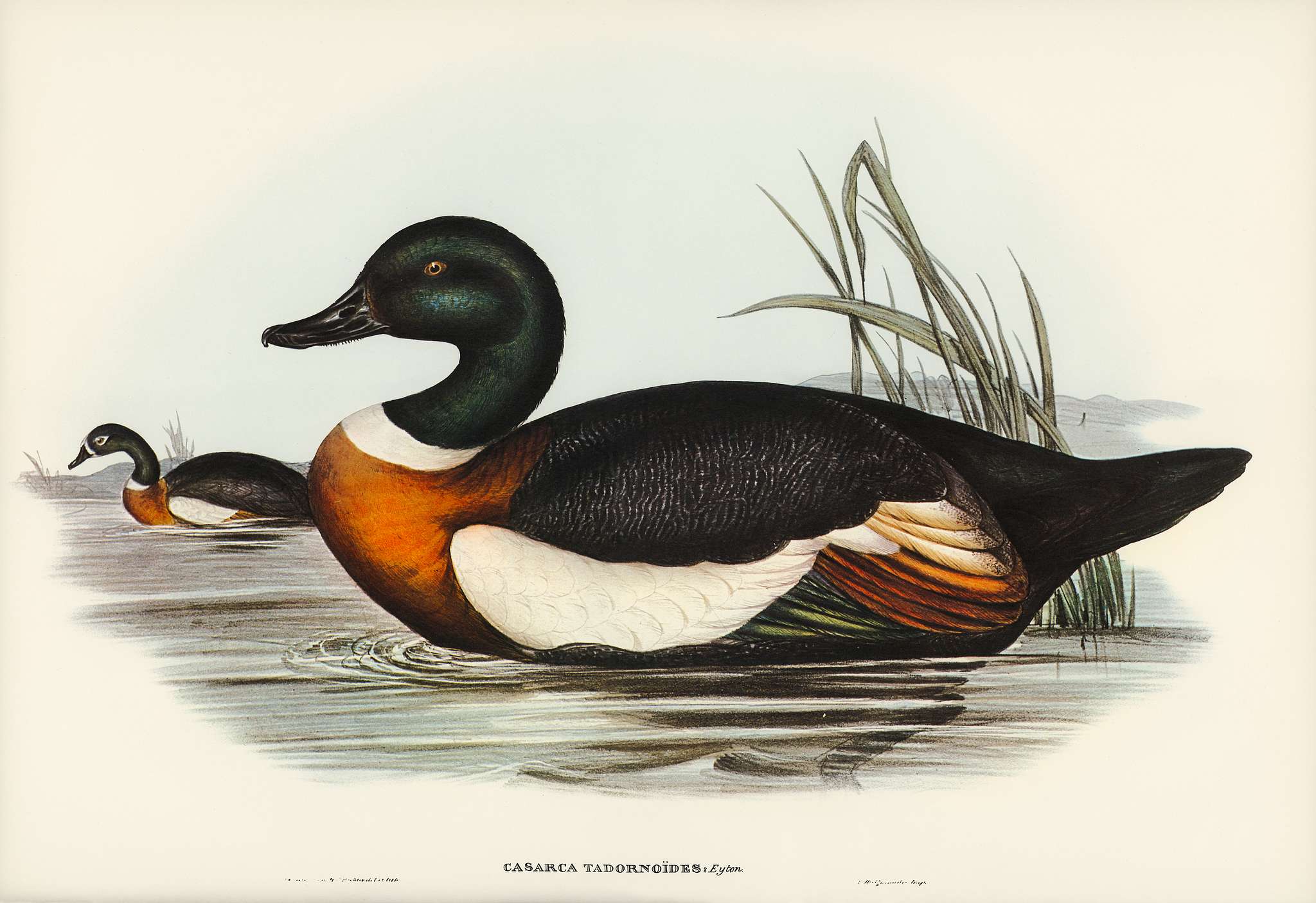 Chesnut-Coloured Shieldrake (Casarca Tadornoides) illustrated by Elizabeth Gould (1804–1841) for John Gould’s (... Chesnut-Coloured Shieldrake (Casarca Tadornoides) illustrated by Elizabeth Gould (1804–1841) for John Gould’s (...