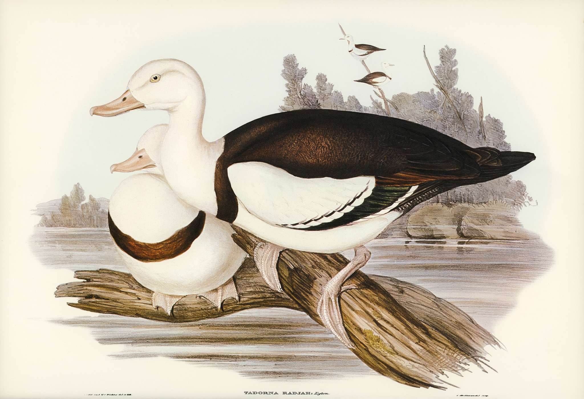Radjah Shieldrake (Tadorna Radjah) illustrated by Elizabeth Gould (1804–1841) for John Gould’s (1804-1881) Birds... Radjah Shieldrake (Tadorna Radjah) illustrated by Elizabeth Gould (1804–1841) for John Gould’s (1804-1881) Birds...