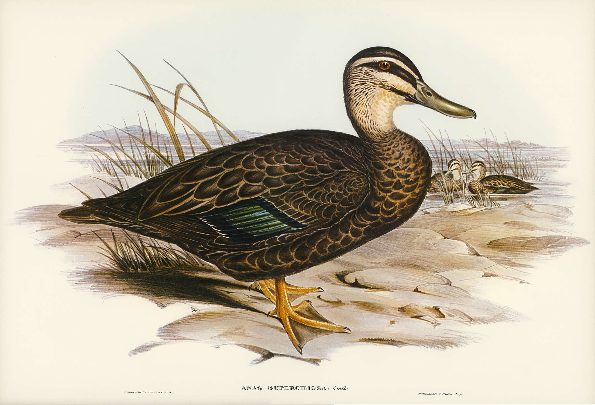 Australian Wild Duck (Anus superciliosa) illustrated by Elizabeth Gould (1804–1841) for John Gould’s (1804-1881... Australian Wild Duck (Anus superciliosa) illustrated by Elizabeth Gould (1804–1841) for John Gould’s (1804-1881...