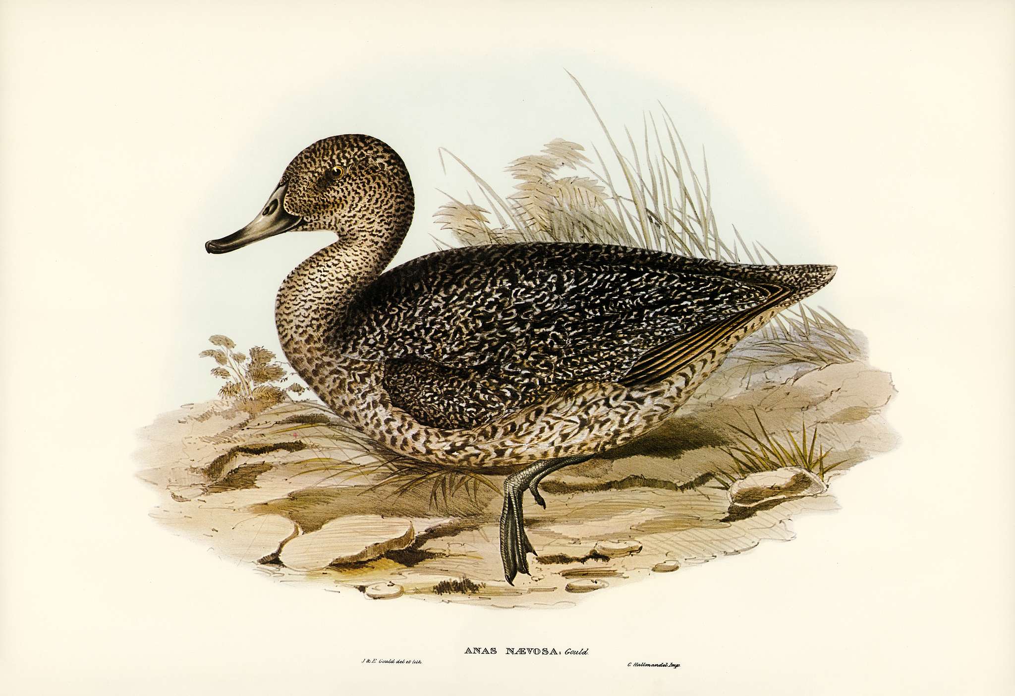Freckled Duck (Anus naevosa) illustrated by Elizabeth Gould (1804–1841) for John Gould’s (1804-1881) Birds of... Freckled Duck (Anus naevosa) illustrated by Elizabeth Gould (1804–1841) for John Gould’s (1804-1881) Birds of...