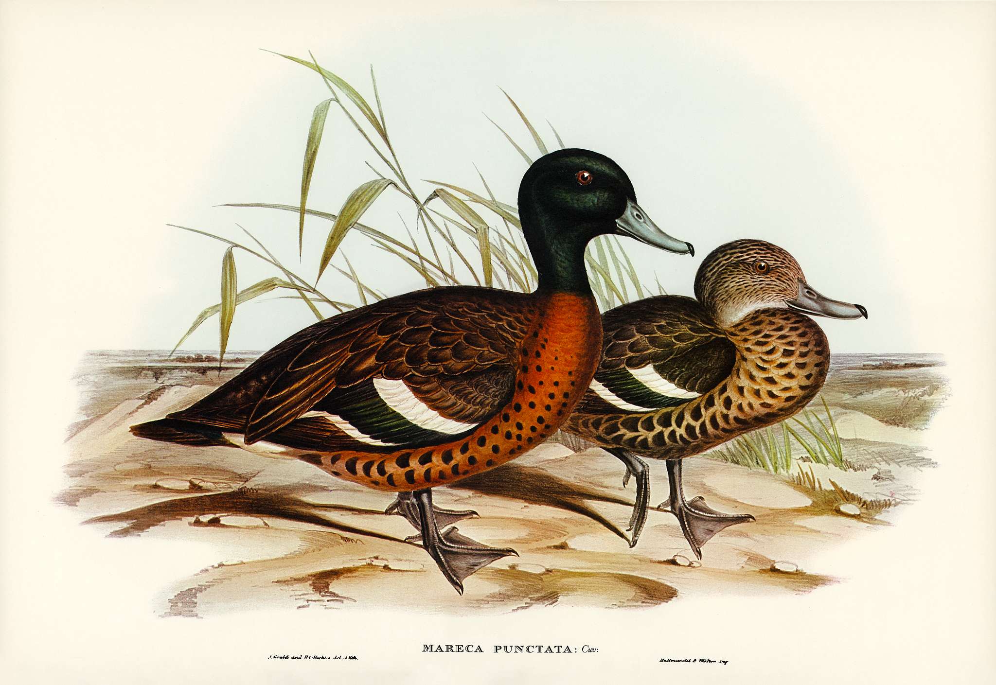 Chesnut-breasted Duck (Anas punctata) illustrated by Elizabeth Gould (1804–1841) for John Gould’s (1804-1881)... Chesnut-breasted Duck (Anas punctata) illustrated by Elizabeth Gould (1804–1841) for John Gould’s (1804-1881)...