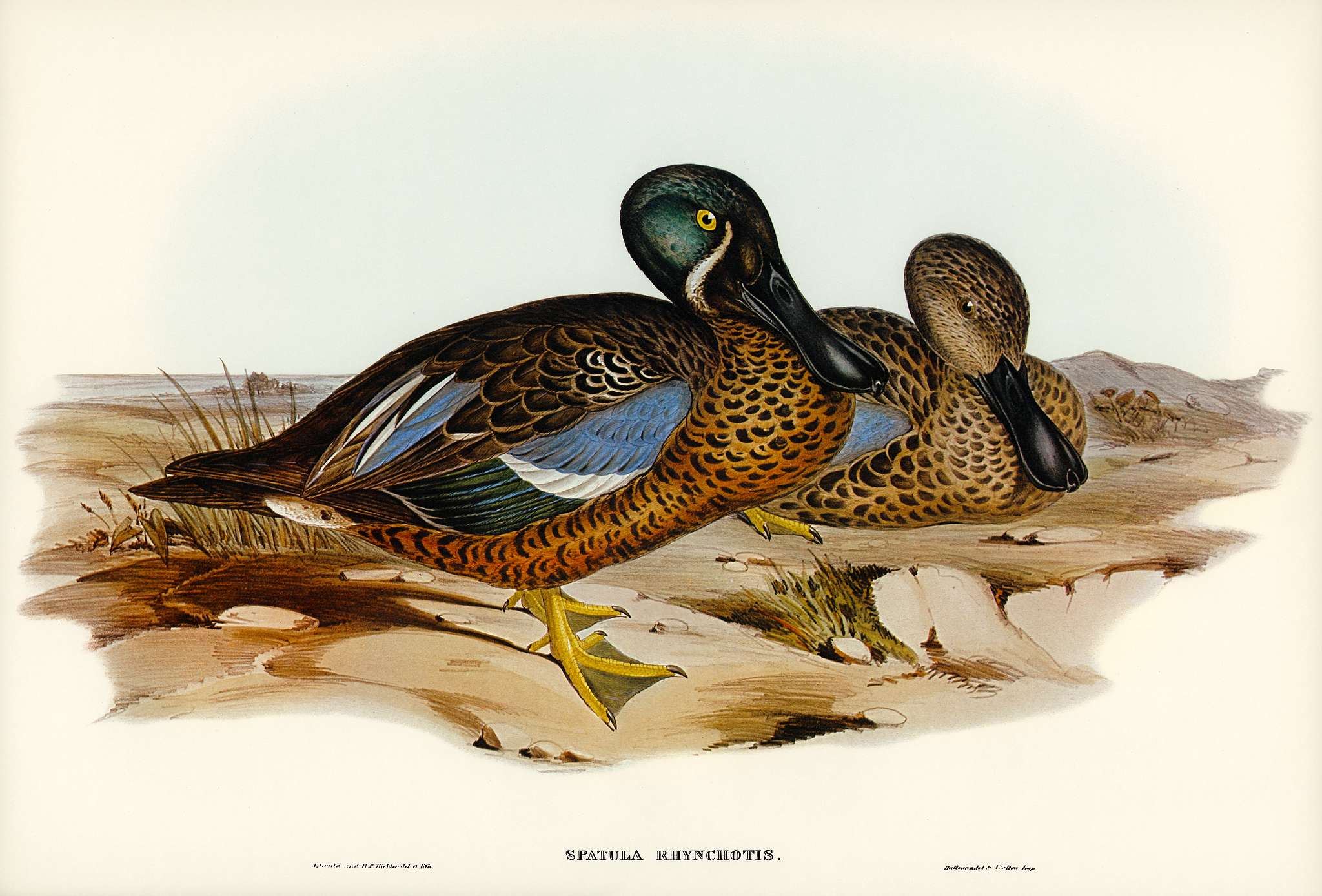 Australian Shoveller (Spatula Rhynchotis) illustrated by Elizabeth Gould (1804–1841) for John Gould’s (1804-1881... Australian Shoveller (Spatula Rhynchotis) illustrated by Elizabeth Gould (1804–1841) for John Gould’s (1804-1881...