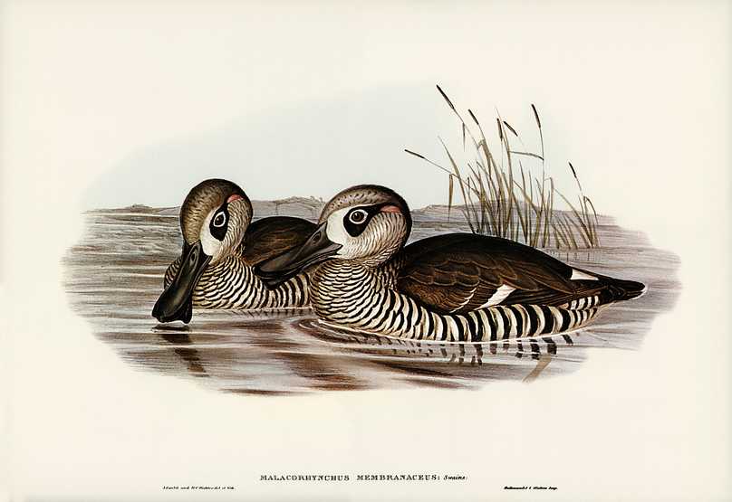 Membranaceous Duck (Malacorhynchus membranaceus) illustrated by Elizabeth Gould (1804–1841) for John Gould’s (1804-1881) Birds of Australia (1972 Edition, 8 volumes). Digitally enhanced from our own facsimile book (1972 Edition, 8 volumes). Membranaceous Duck (Malacorhynchus membranaceus) illustrated by Elizabeth Gould (1804–1841) for John Gould’s…