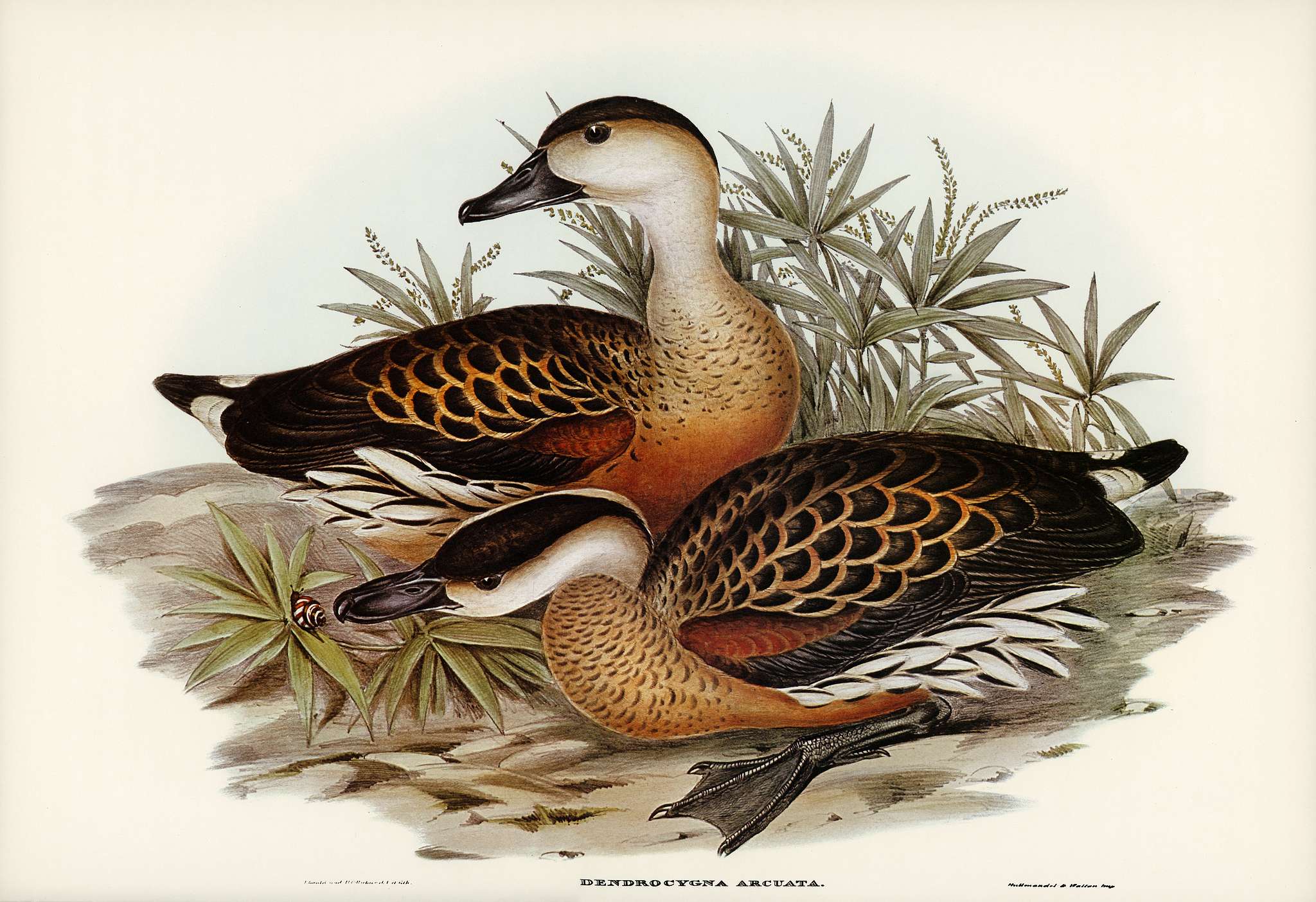Whistling Duck (Dendrocygna arcuata) illustrated by Elizabeth Gould (1804–1841) for John Gould’s (1804-1881)... Whistling Duck (Dendrocygna arcuata) illustrated by Elizabeth Gould (1804–1841) for John Gould’s (1804-1881)...