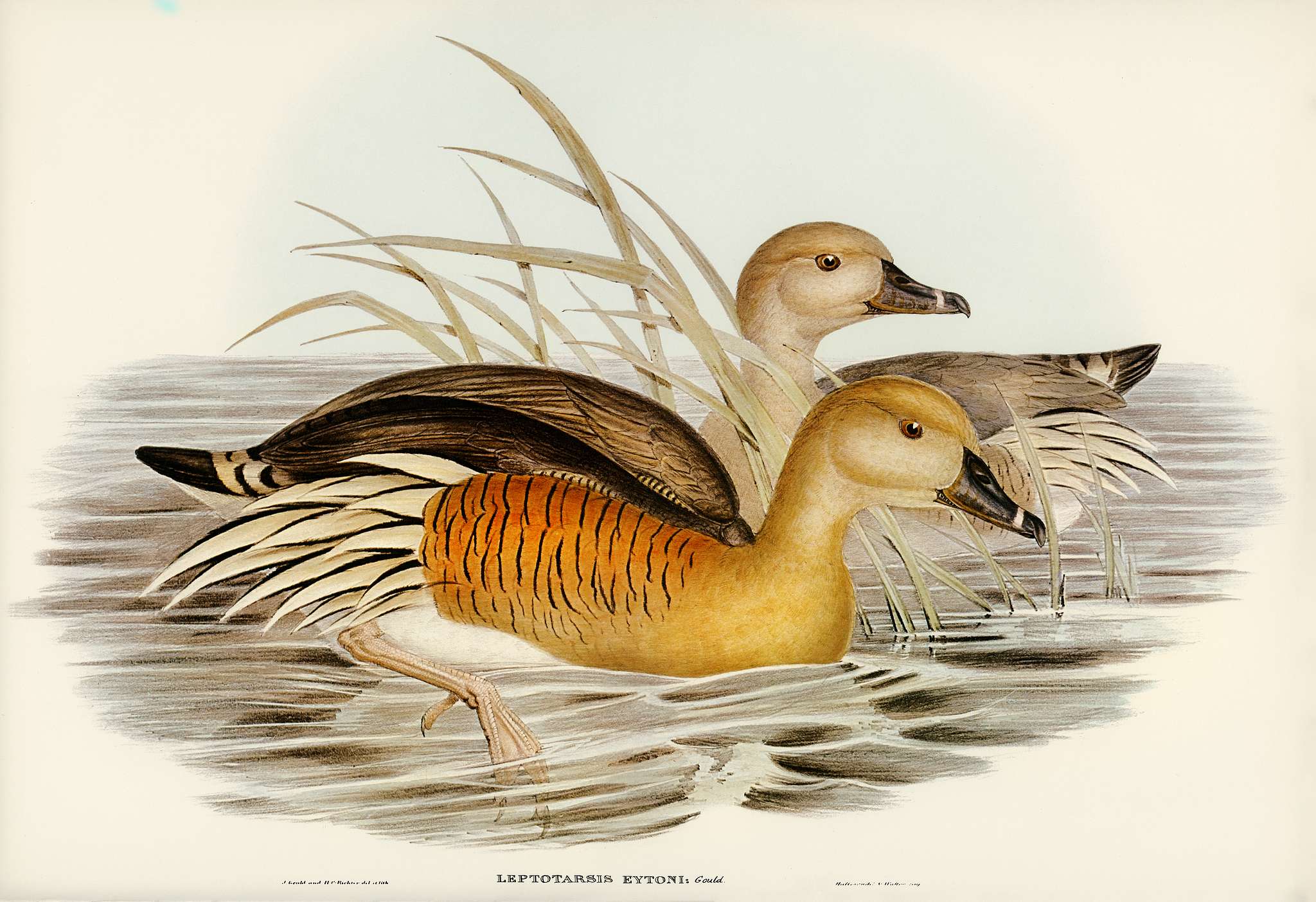 Eyton's Duck (Leptotarsis Eytoni) illustrated by Elizabeth Gould (1804–1841) for John Gould’s (1804-1881)... Eyton's Duck (Leptotarsis Eytoni) illustrated by Elizabeth Gould (1804–1841) for John Gould’s (1804-1881)...