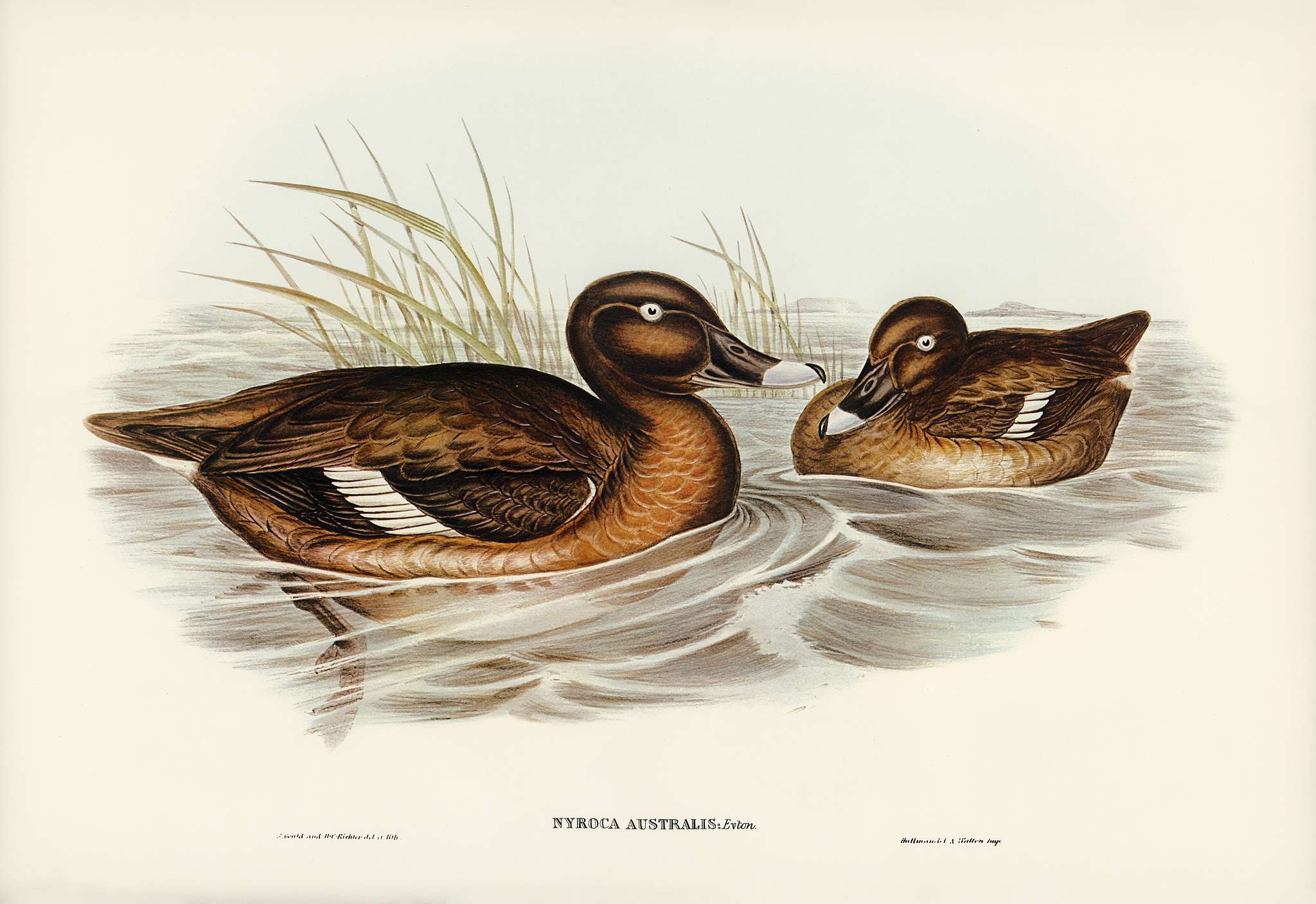 White-eyed Duck (Nyroca Australis) illustrated by Elizabeth Gould (1804–1841) for John Gould’s (1804-1881) Birds... White-eyed Duck (Nyroca Australis) illustrated by Elizabeth Gould (1804–1841) for John Gould’s (1804-1881) Birds...