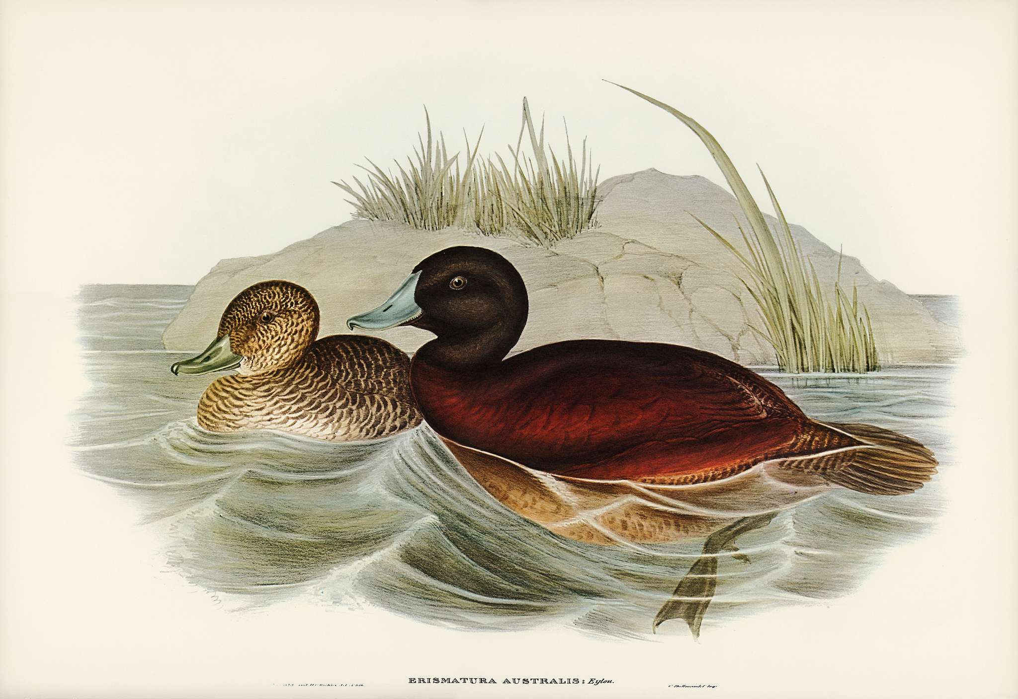 Blue-billed Duck (Erismatura Australis) illustrated by Elizabeth Gould (1804–1841) for John Gould’s (1804-1881)... Blue-billed Duck (Erismatura Australis) illustrated by Elizabeth Gould (1804–1841) for John Gould’s (1804-1881)...