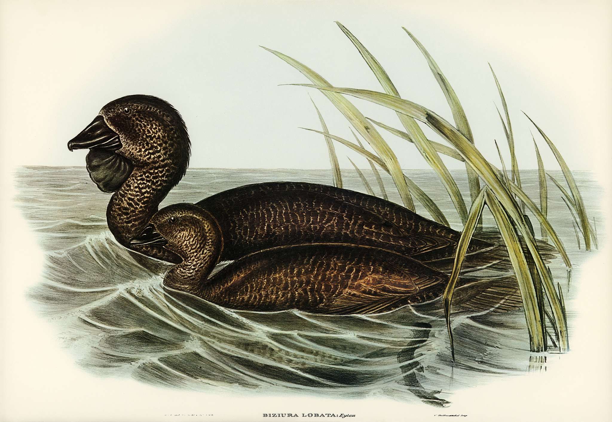 Musk Duck (Biziura lobata) illustrated by Elizabeth Gould (1804–1841) for John Gould’s (1804-1881) Birds of... Musk Duck (Biziura lobata) illustrated by Elizabeth Gould (1804–1841) for John Gould’s (1804-1881) Birds of...
