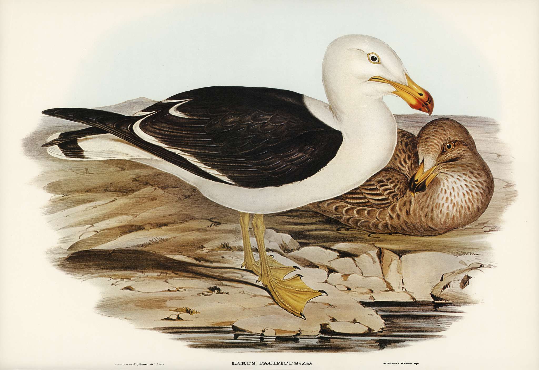 Pacific Gull (Larus Pacificus) illustrated by Elizabeth Gould (1804–1841) for John Gould’s (1804-1881) Birds of... Pacific Gull (Larus Pacificus) illustrated by Elizabeth Gould (1804–1841) for John Gould’s (1804-1881) Birds of...