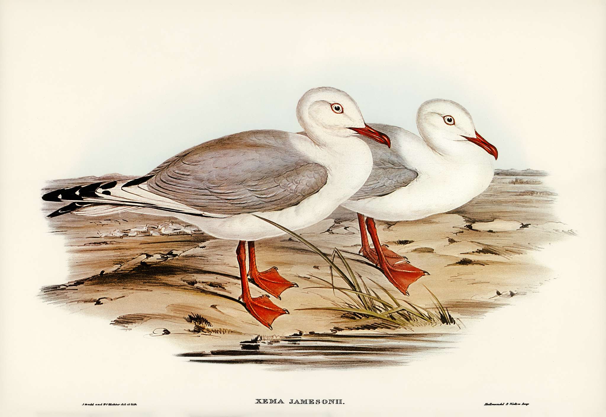 Jameson's Gull (Xema Jamesonii) illustrated by Elizabeth Gould (1804–1841) for John Gould’s (1804-1881)... Jameson's Gull (Xema Jamesonii) illustrated by Elizabeth Gould (1804–1841) for John Gould’s (1804-1881)...