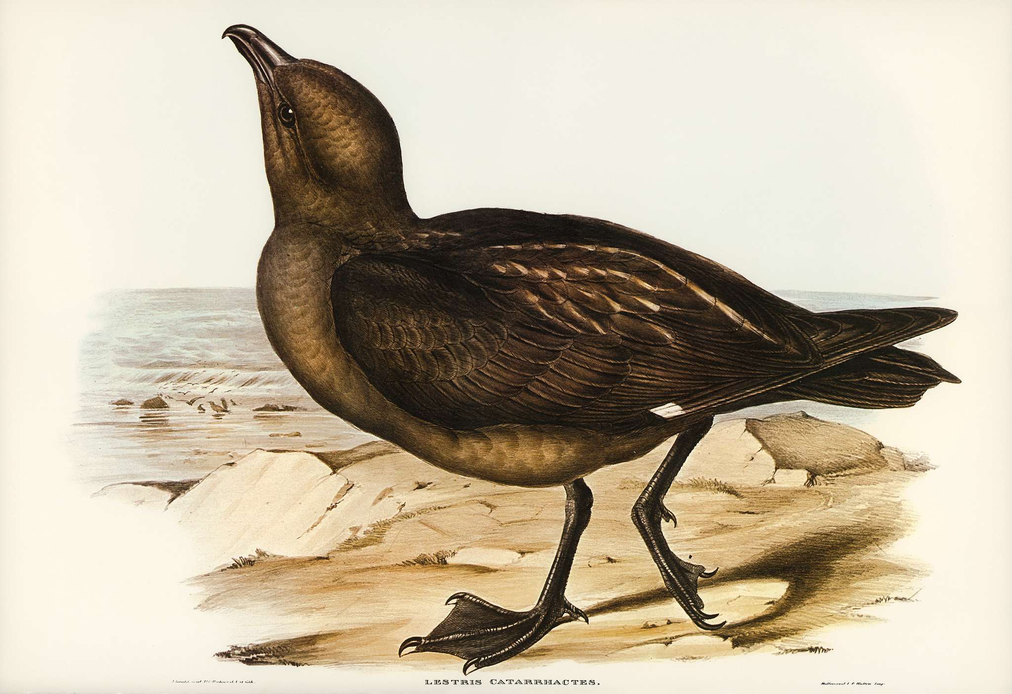 Skua Gull (Lestris Catarractes) illustrated by Elizabeth Gould (1804–1841) for John Gould’s (1804-1881) Birds of... Skua Gull (Lestris Catarractes) illustrated by Elizabeth Gould (1804–1841) for John Gould’s (1804-1881) Birds of...