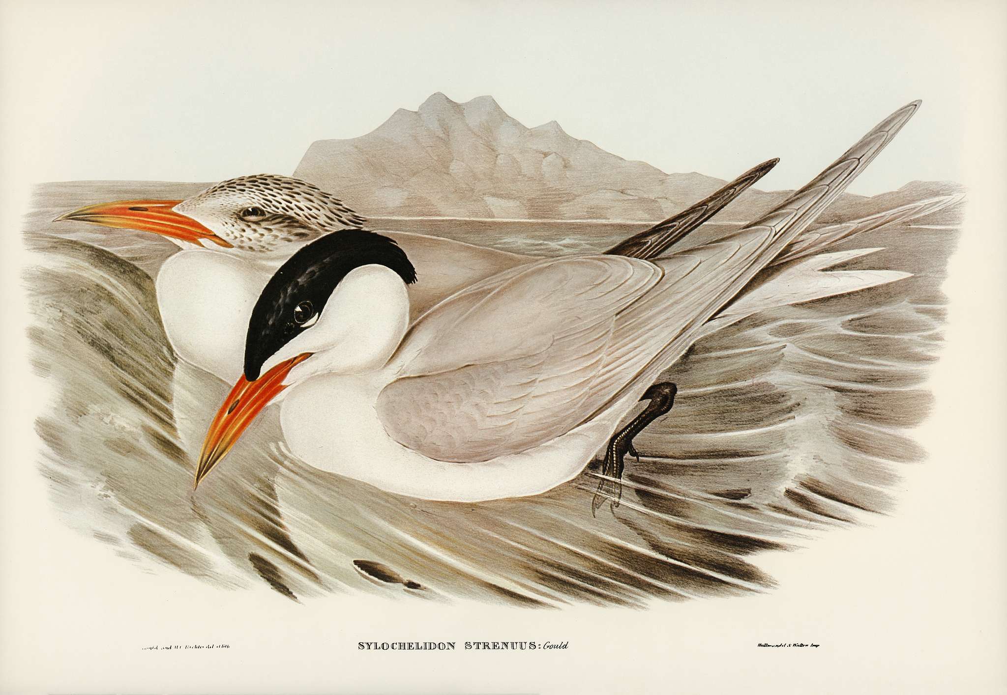 Powerful Tern (Sylochelidon strenuus) illustrated by Elizabeth Gould (1804–1841) for John Gould’s (1804-1881)... Powerful Tern (Sylochelidon strenuus) illustrated by Elizabeth Gould (1804–1841) for John Gould’s (1804-1881)...
