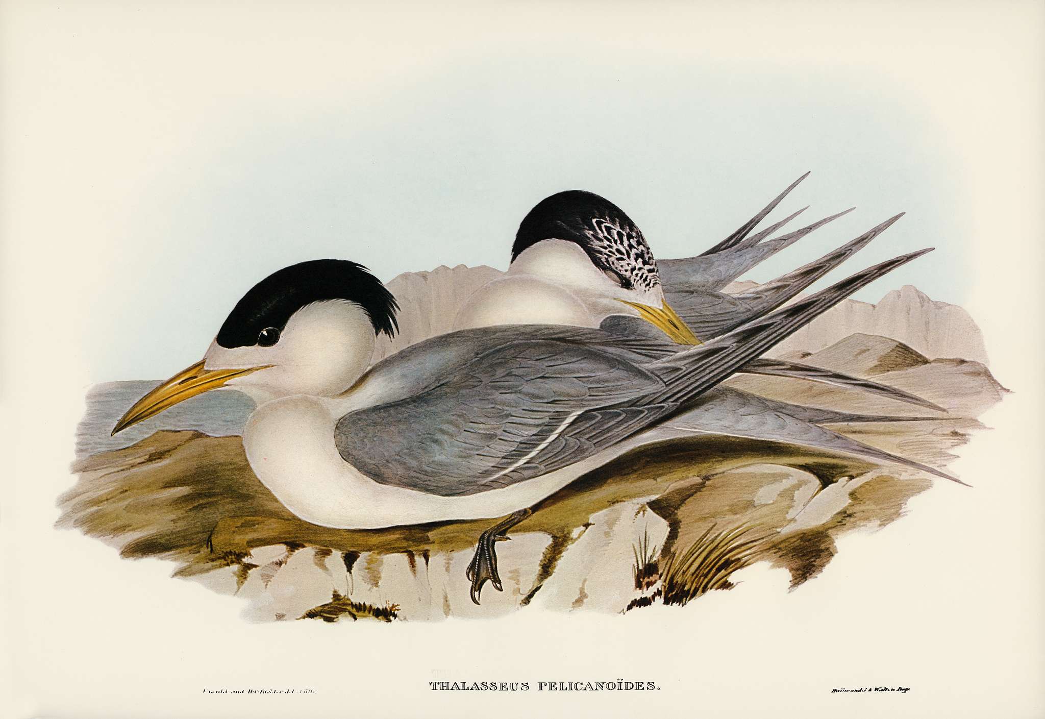Torres' Straits' Tern (Thalasseus Pelecanoides) illustrated by Elizabeth Gould (1804–1841) for John Gould... Torres' Straits' Tern (Thalasseus Pelecanoides) illustrated by Elizabeth Gould (1804–1841) for John Gould...