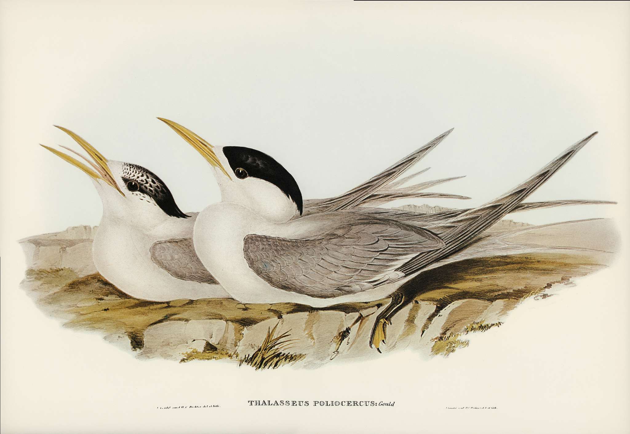 Bass's Straits' Tern (Thalasseus poliocercus) illustrated by Elizabeth Gould (1804–1841) for John Gould’... Bass's Straits' Tern (Thalasseus poliocercus) illustrated by Elizabeth Gould (1804–1841) for John Gould’...