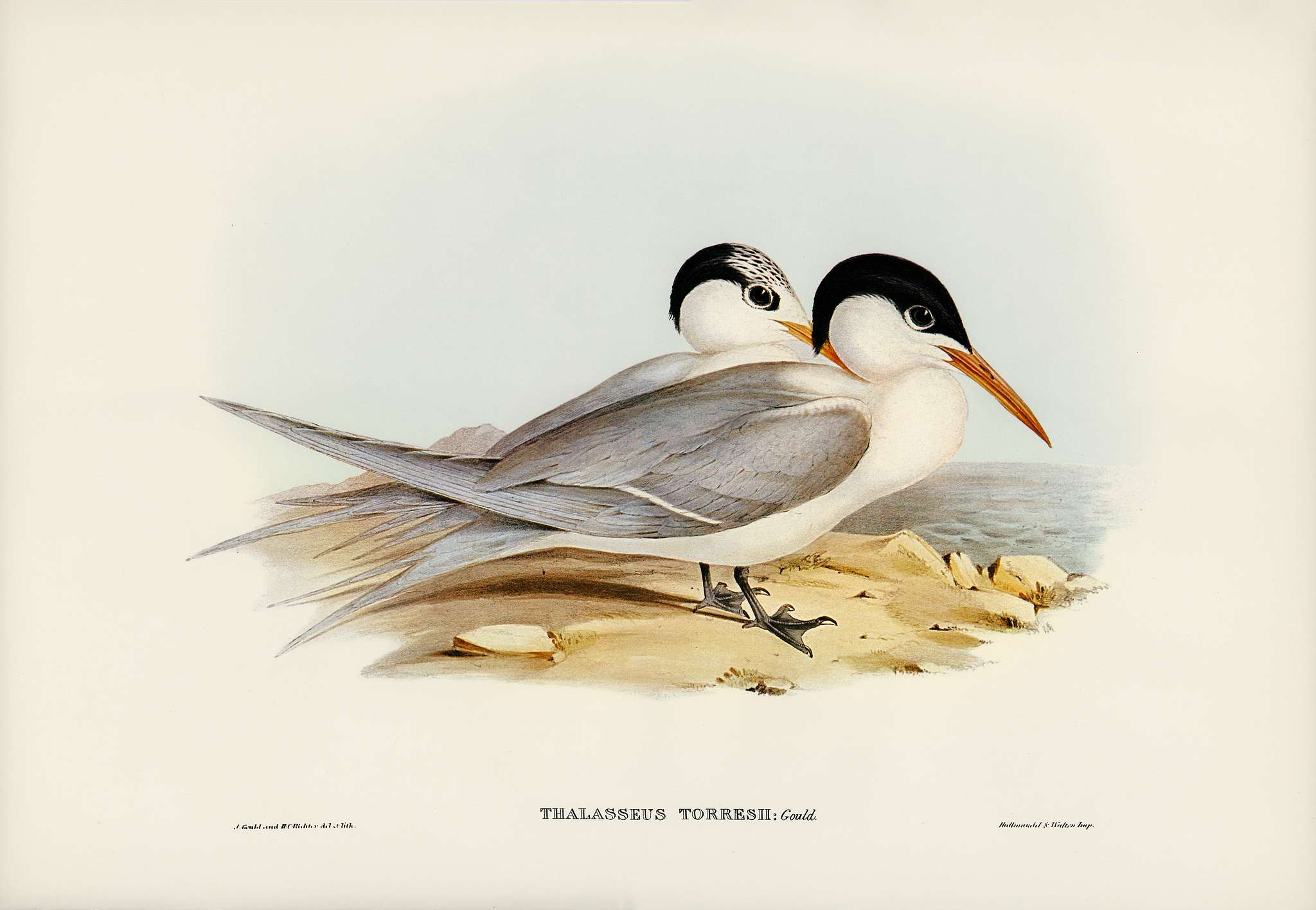 Torres' Tern (Thalasseus Torresii) illustrated by Elizabeth Gould (1804–1841) for John Gould’s (1804-1881)... Torres' Tern (Thalasseus Torresii) illustrated by Elizabeth Gould (1804–1841) for John Gould’s (1804-1881)...