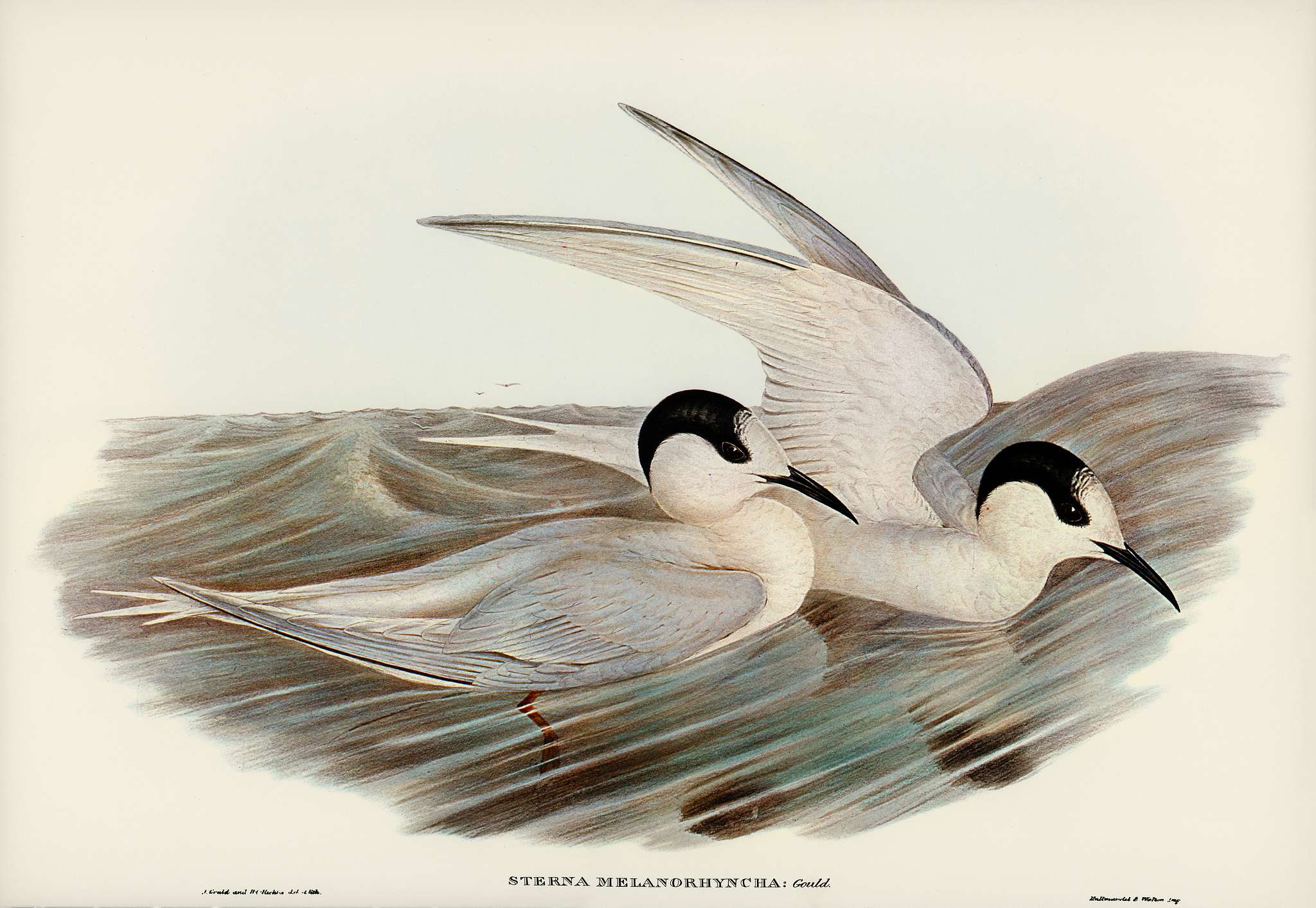 Black-billed Tern (Sterna melanorhyncha) illustrated by Elizabeth Gould (1804–1841) for John Gould’s (1804-1881... Black-billed Tern (Sterna melanorhyncha) illustrated by Elizabeth Gould (1804–1841) for John Gould’s (1804-1881...