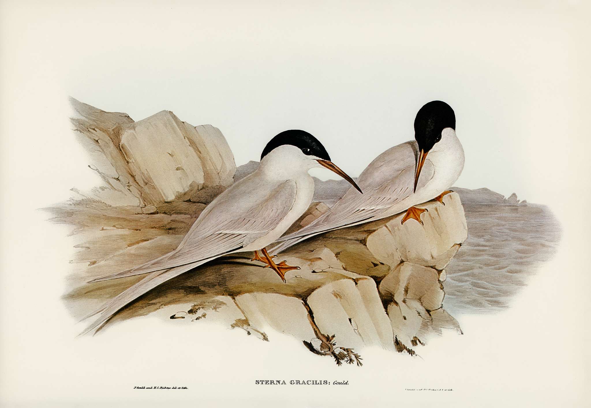 Graceful Tern (Sterna gracilis) illustrated by Elizabeth Gould (1804–1841) for John Gould’s (1804-1881) Birds of... Graceful Tern (Sterna gracilis) illustrated by Elizabeth Gould (1804–1841) for John Gould’s (1804-1881) Birds of...