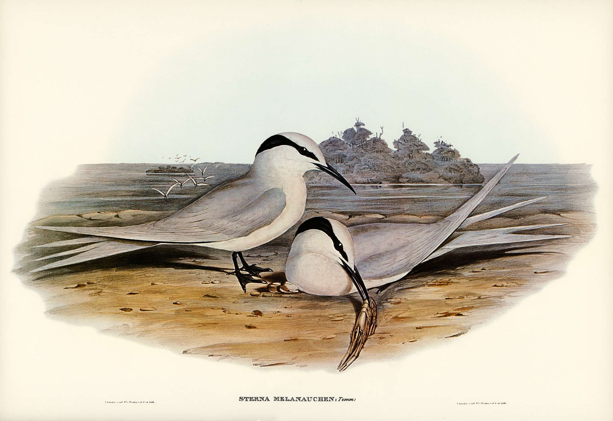 Black-naped Tern (Sterna melanauchen) illustrated by Elizabeth Gould (1804–1841) for John Gould’s (1804-1881)... Black-naped Tern (Sterna melanauchen) illustrated by Elizabeth Gould (1804–1841) for John Gould’s (1804-1881)...