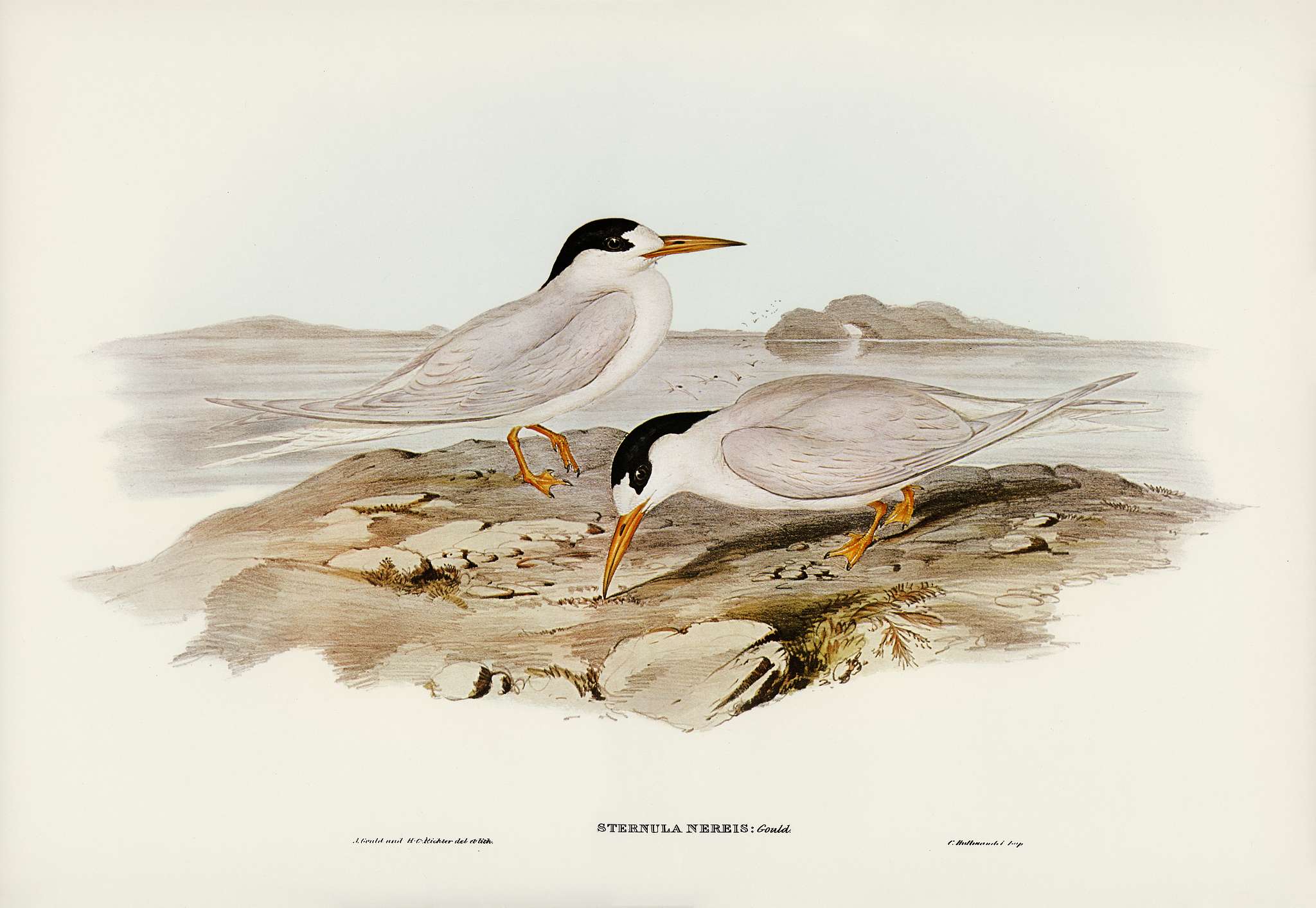 Australian Little Tern (Sternula Nereis) illustrated by Elizabeth Gould (1804–1841) for John Gould’s (1804-1881... Australian Little Tern (Sternula Nereis) illustrated by Elizabeth Gould (1804–1841) for John Gould’s (1804-1881...