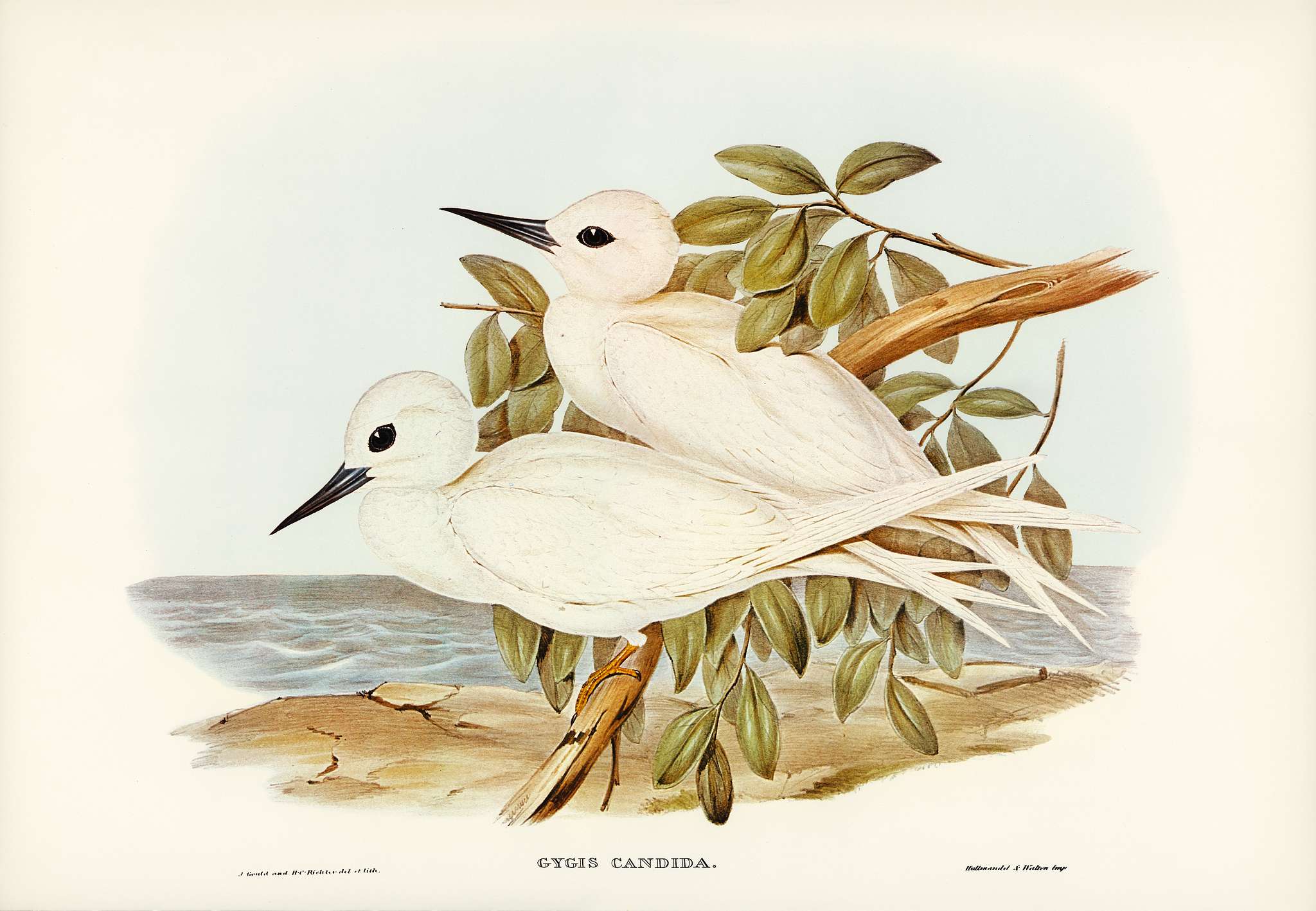 White Tern (Gygis candida) illustrated by Elizabeth Gould (1804–1841) for John Gould’s (1804-1881) Birds of... White Tern (Gygis candida) illustrated by Elizabeth Gould (1804–1841) for John Gould’s (1804-1881) Birds of...