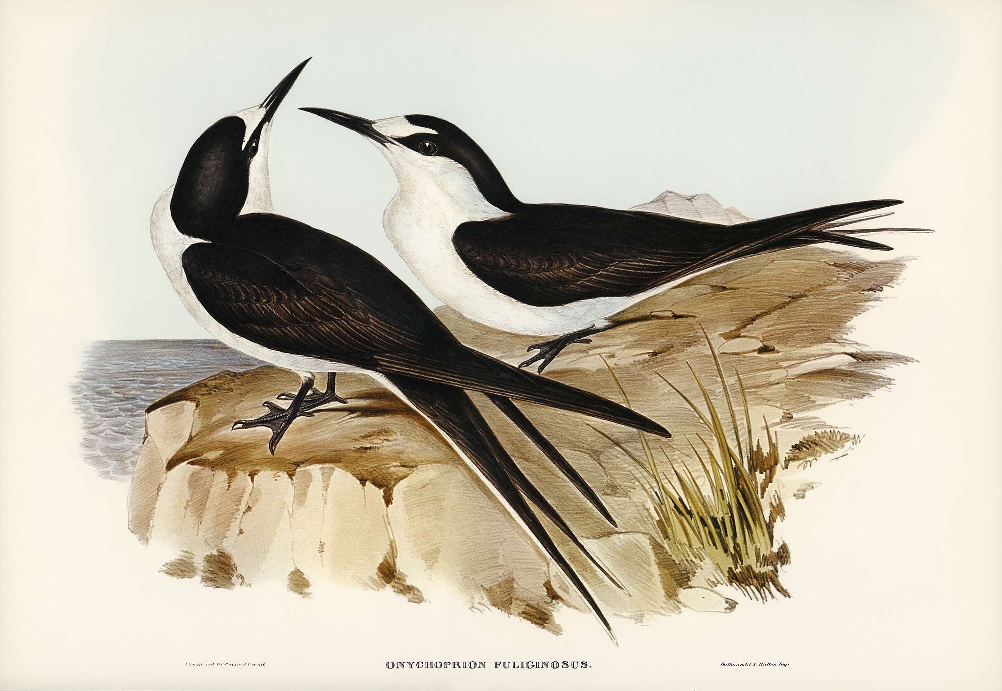 Sooty Tern (Onychoprion fuliginosus) illustrated by Elizabeth Gould (1804–1841) for John Gould’s (1804-1881)... Sooty Tern (Onychoprion fuliginosus) illustrated by Elizabeth Gould (1804–1841) for John Gould’s (1804-1881)...