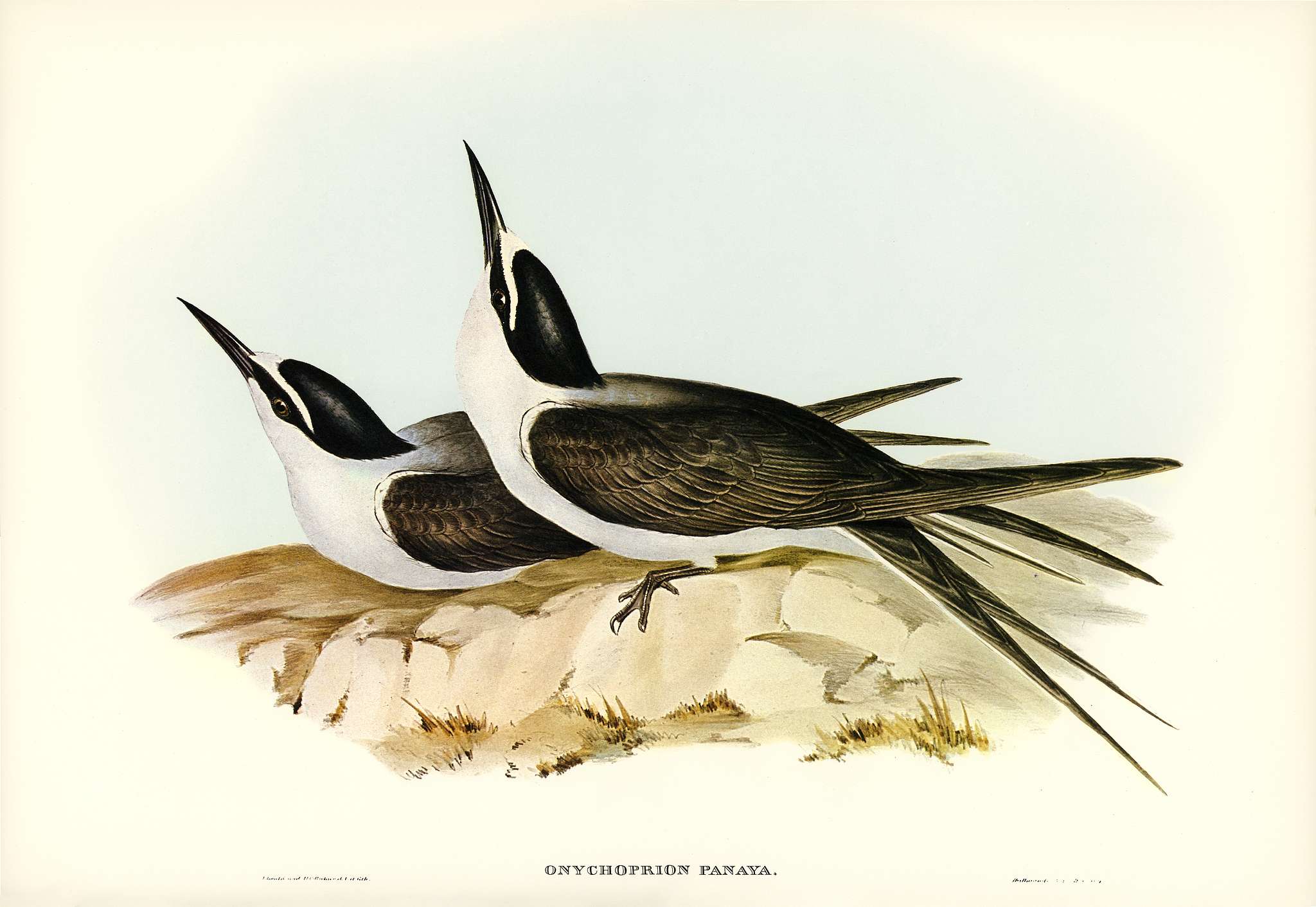 Panayan Tern (Onychoprion Panaya) illustrated by Elizabeth Gould (1804–1841) for John Gould’s (1804-1881) Birds... Panayan Tern (Onychoprion Panaya) illustrated by Elizabeth Gould (1804–1841) for John Gould’s (1804-1881) Birds...