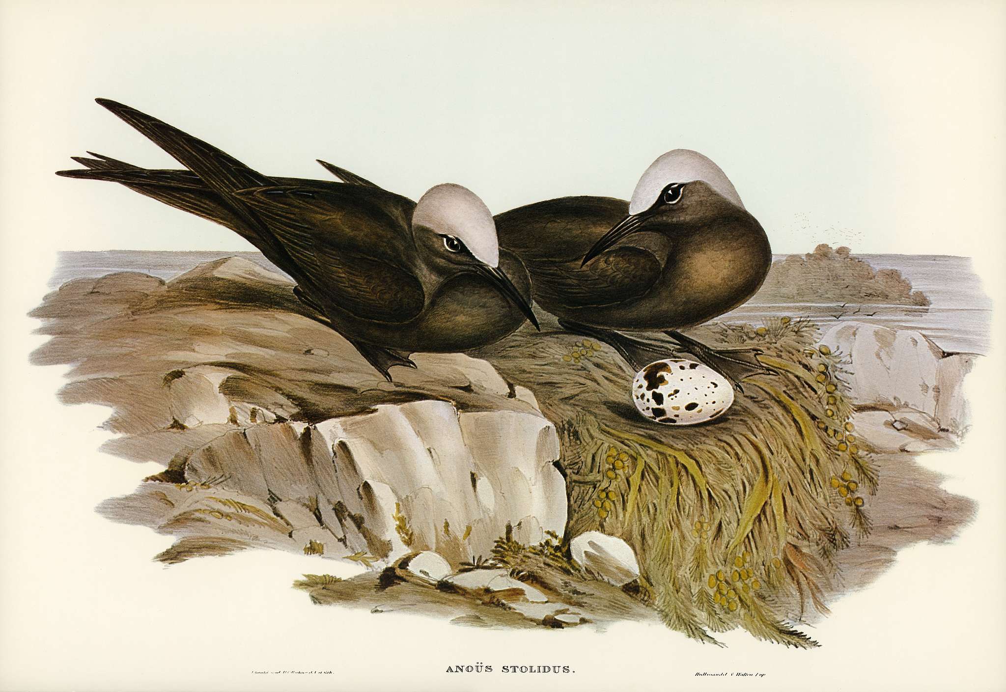 Noddy Tern (Anous Stolidus) illustrated by Elizabeth Gould (1804–1841) for John Gould’s (1804-1881) Birds of... Noddy Tern (Anous Stolidus) illustrated by Elizabeth Gould (1804–1841) for John Gould’s (1804-1881) Birds of...