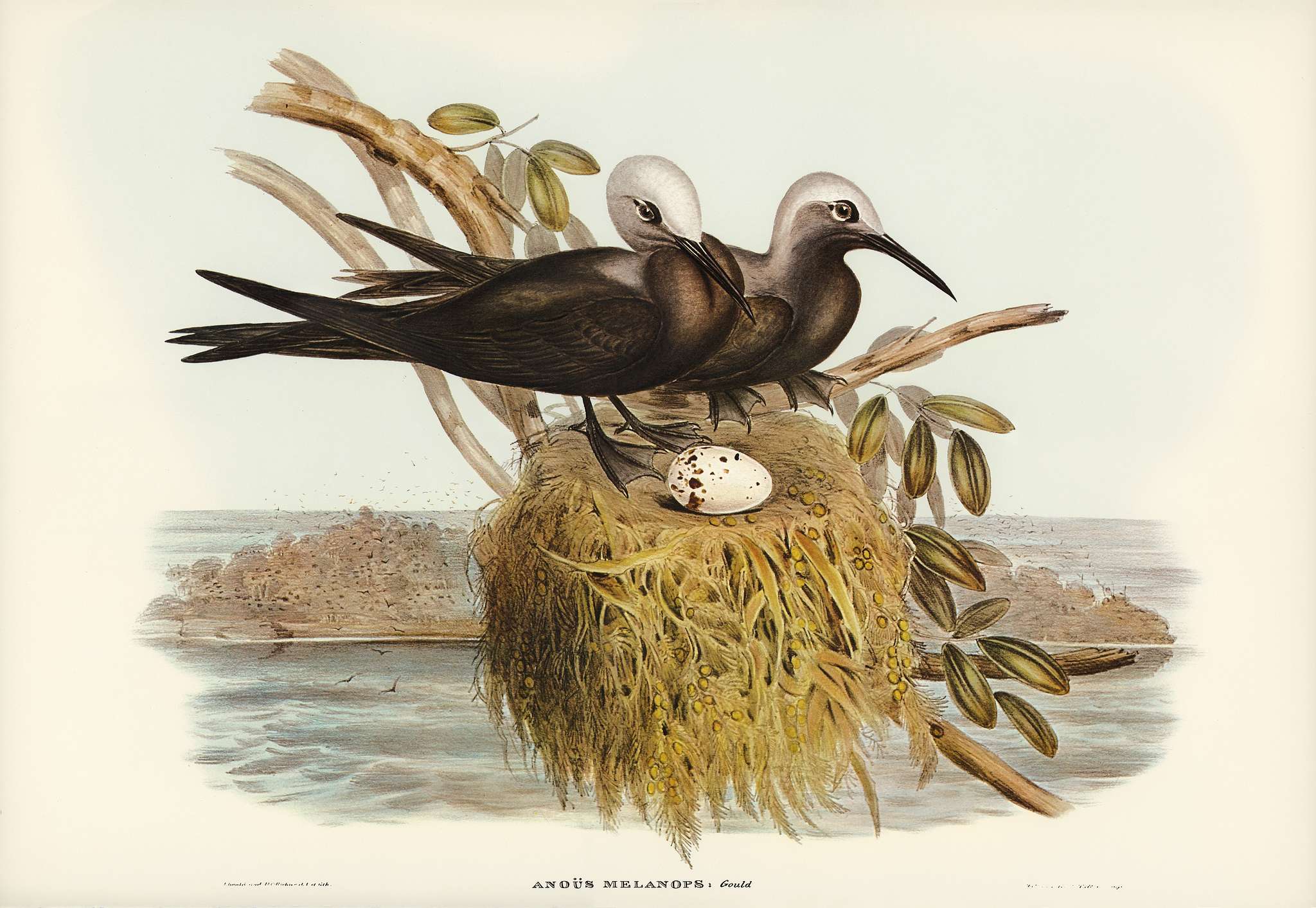 Lesser Noddy (Anous melanops) illustrated by Elizabeth Gould (1804–1841) for John Gould’s (1804-1881) Birds of... Lesser Noddy (Anous melanops) illustrated by Elizabeth Gould (1804–1841) for John Gould’s (1804-1881) Birds of...