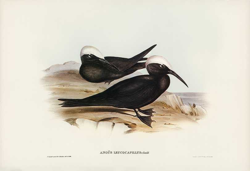 White-capped Tern (Anous leucocapillus) illustrated by Elizabeth Gould (1804–1841) for John Gould’s (1804-1881) Birds of Australia (1972 Edition, 8 volumes). Digitally enhanced from our own facsimile book (1972 Edition, 8 volumes). White-capped Tern (Anous leucocapillus) illustrated by Elizabeth Gould (1804–1841) for John Gould’s (1804-1881)…