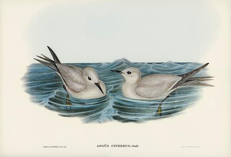 Grey Noddy (Anous cinereus) illustrated by Elizabeth Gould (1804–1841) for John Gould’s (1804-1881) Birds of…