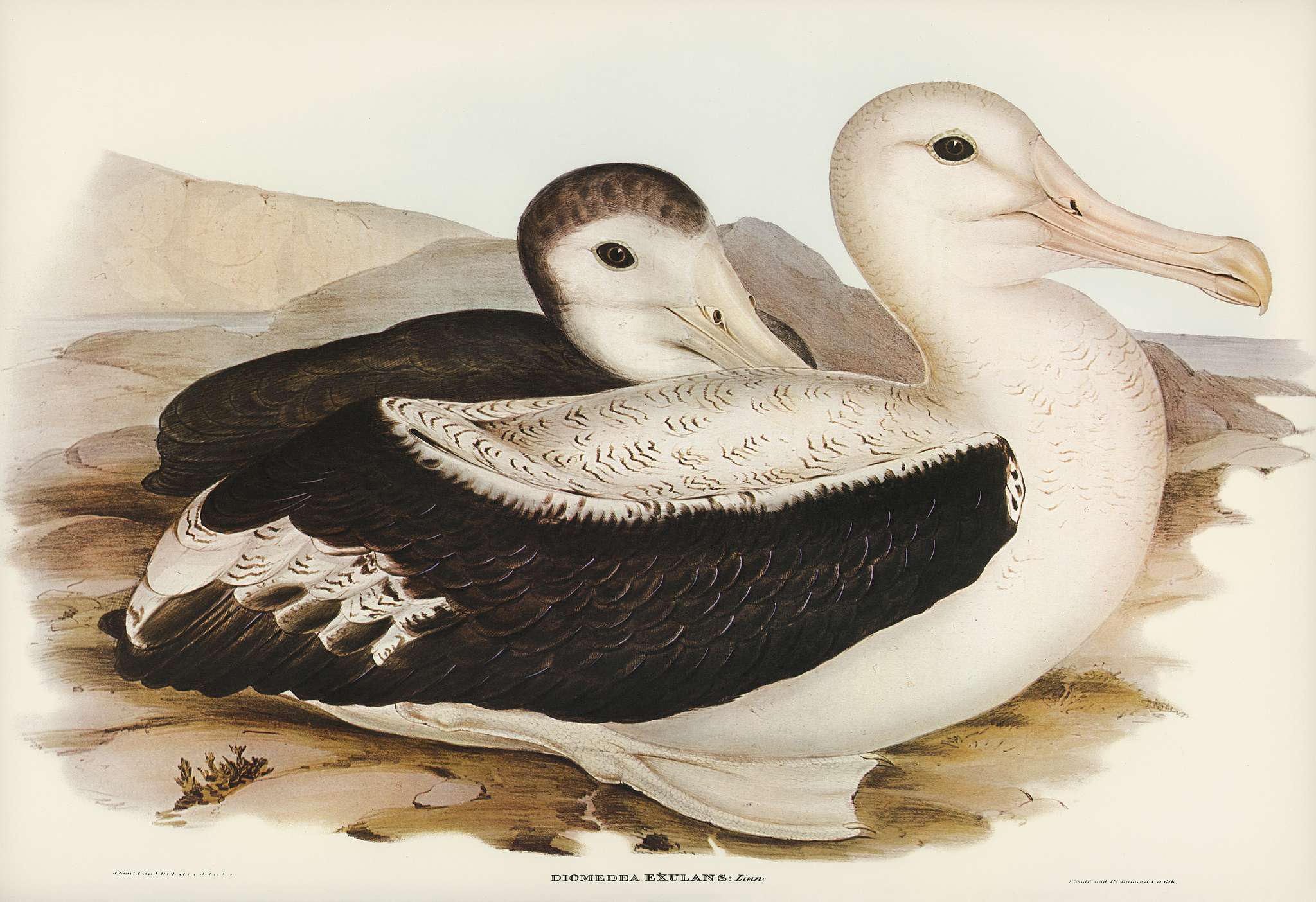 Wandering Albatros (Diomedea exulans) illustrated by Elizabeth Gould (1804–1841) for John Gould’s (1804-1881)... Wandering Albatros (Diomedea exulans) illustrated by Elizabeth Gould (1804–1841) for John Gould’s (1804-1881)...