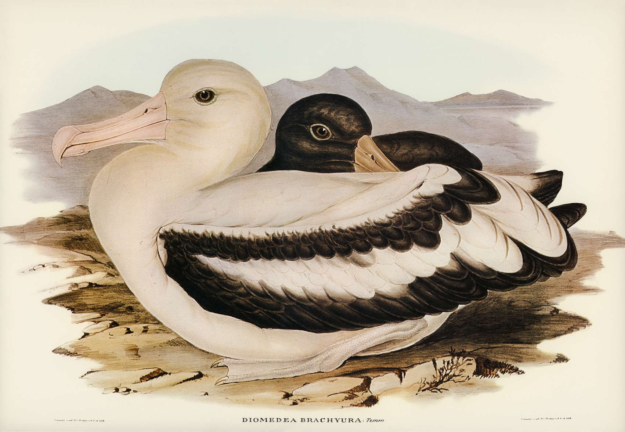 Short-tailed Albatros (Diomedea brachyura) illustrated by Elizabeth Gould (1804–1841) for John Gould’s (1804-... Short-tailed Albatros (Diomedea brachyura) illustrated by Elizabeth Gould (1804–1841) for John Gould’s (1804-...