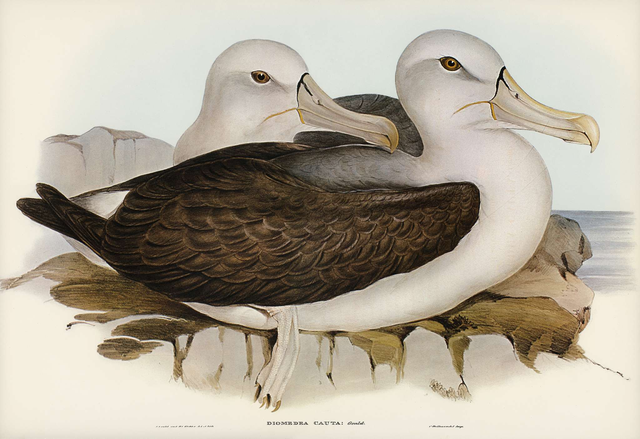Cautious Albatros (Diomedea cauta) illustrated by Elizabeth Gould (1804–1841) for John Gould’s (1804-1881) Birds... Cautious Albatros (Diomedea cauta) illustrated by Elizabeth Gould (1804–1841) for John Gould’s (1804-1881) Birds...