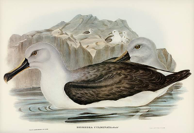 Culminated Albatros (Diomedea culminata) illustrated by Elizabeth Gould (1804–1841) for John Gould’s (1804-1881)…