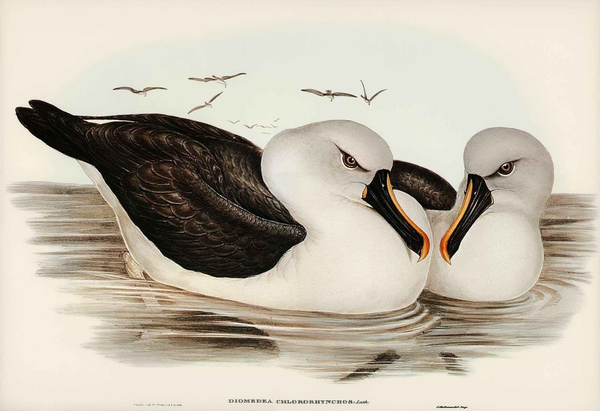 Yellow-billed Albatros (Diomedea chlororhynchos) illustrated by Elizabeth Gould (1804–1841) for John Gould’s (... Yellow-billed Albatros (Diomedea chlororhynchos) illustrated by Elizabeth Gould (1804–1841) for John Gould’s (...